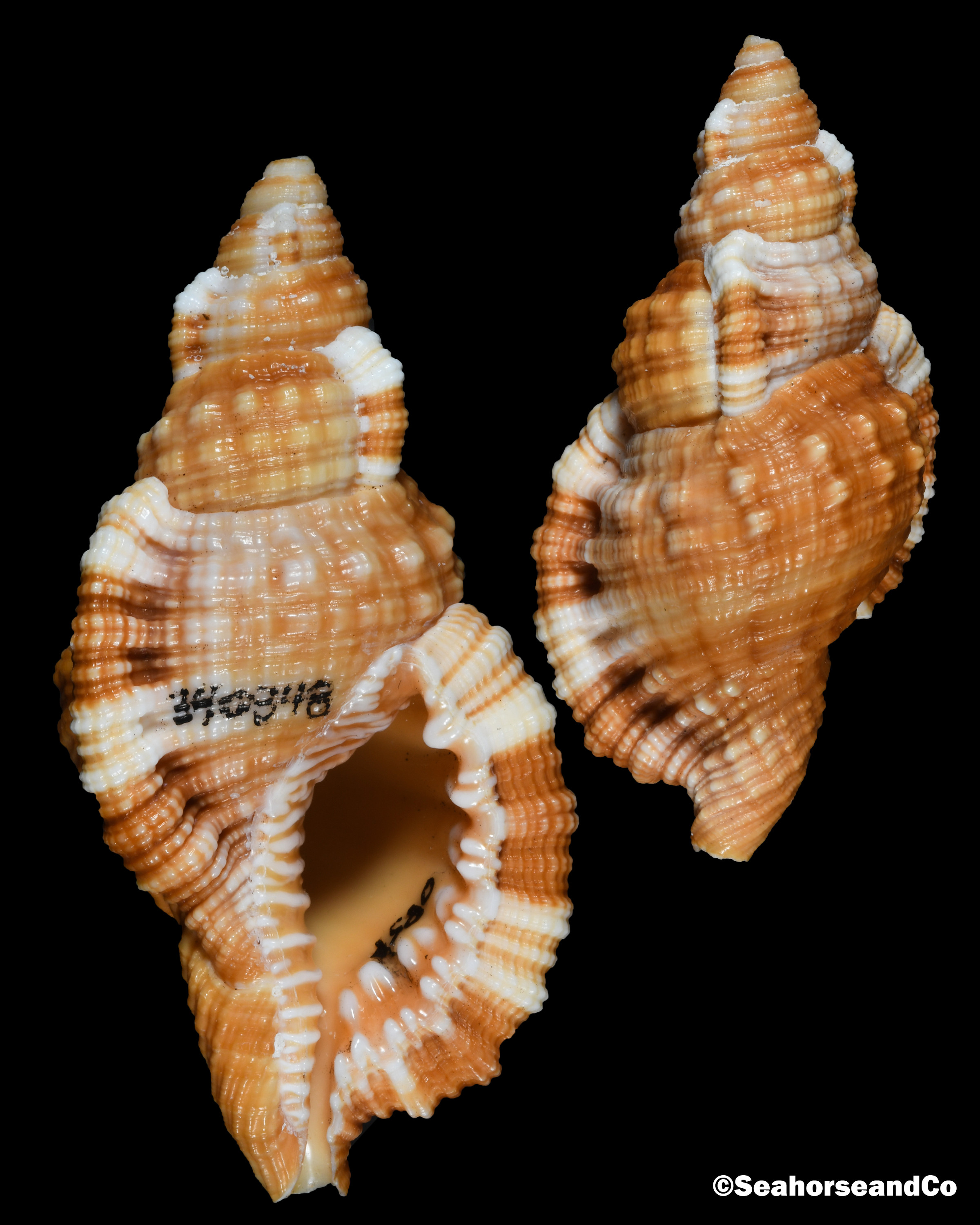 Atlantic Hairy Triton: Monoplex aquatilis (Reeve, 1844)