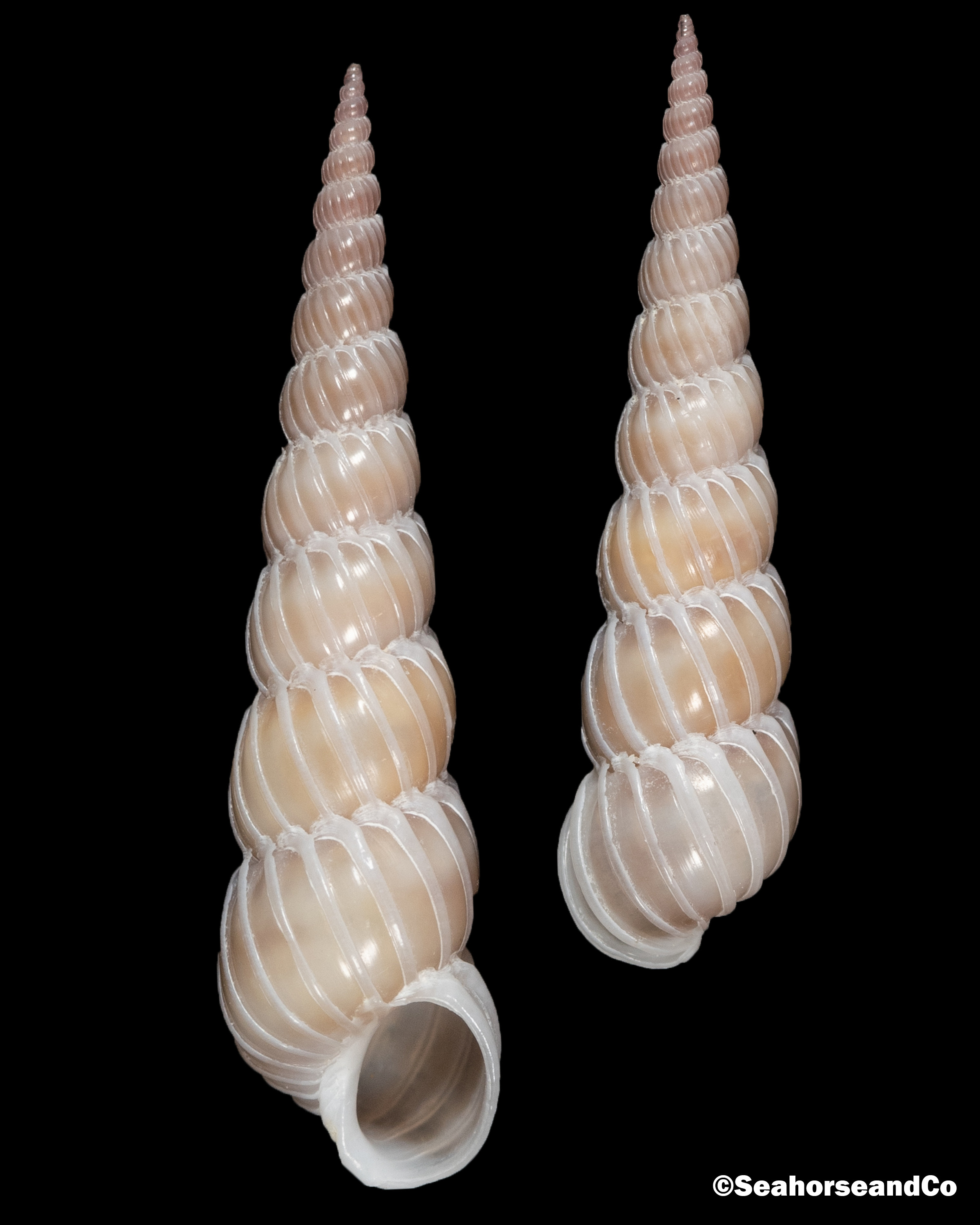 Slender Wentletrap: Epitonium nautlae (Morch, 1875)