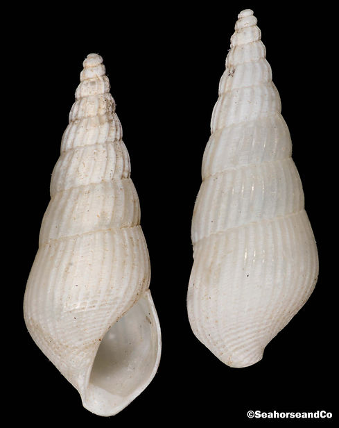 Rissoinidae