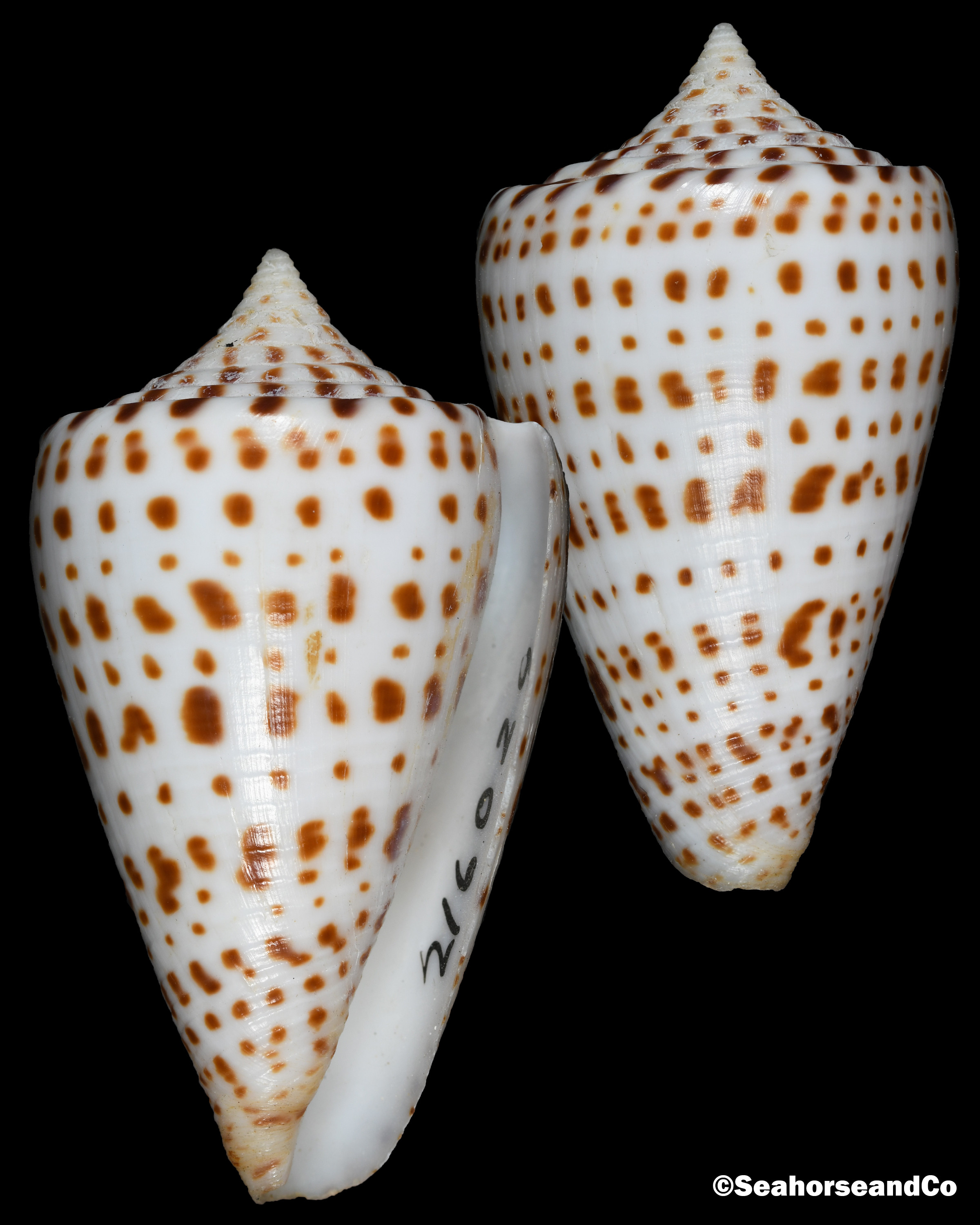 Alphabet Cone: Conus spurius Gmelin, 1791