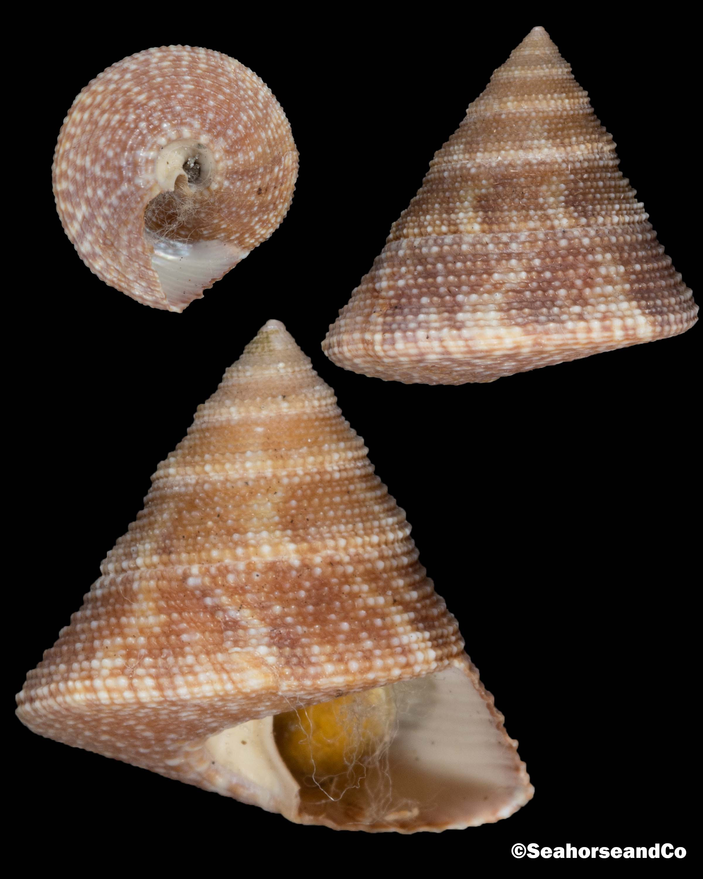 Tampa Bay Top Snail: Calliostoma tampaense (Conrad, 1846)
