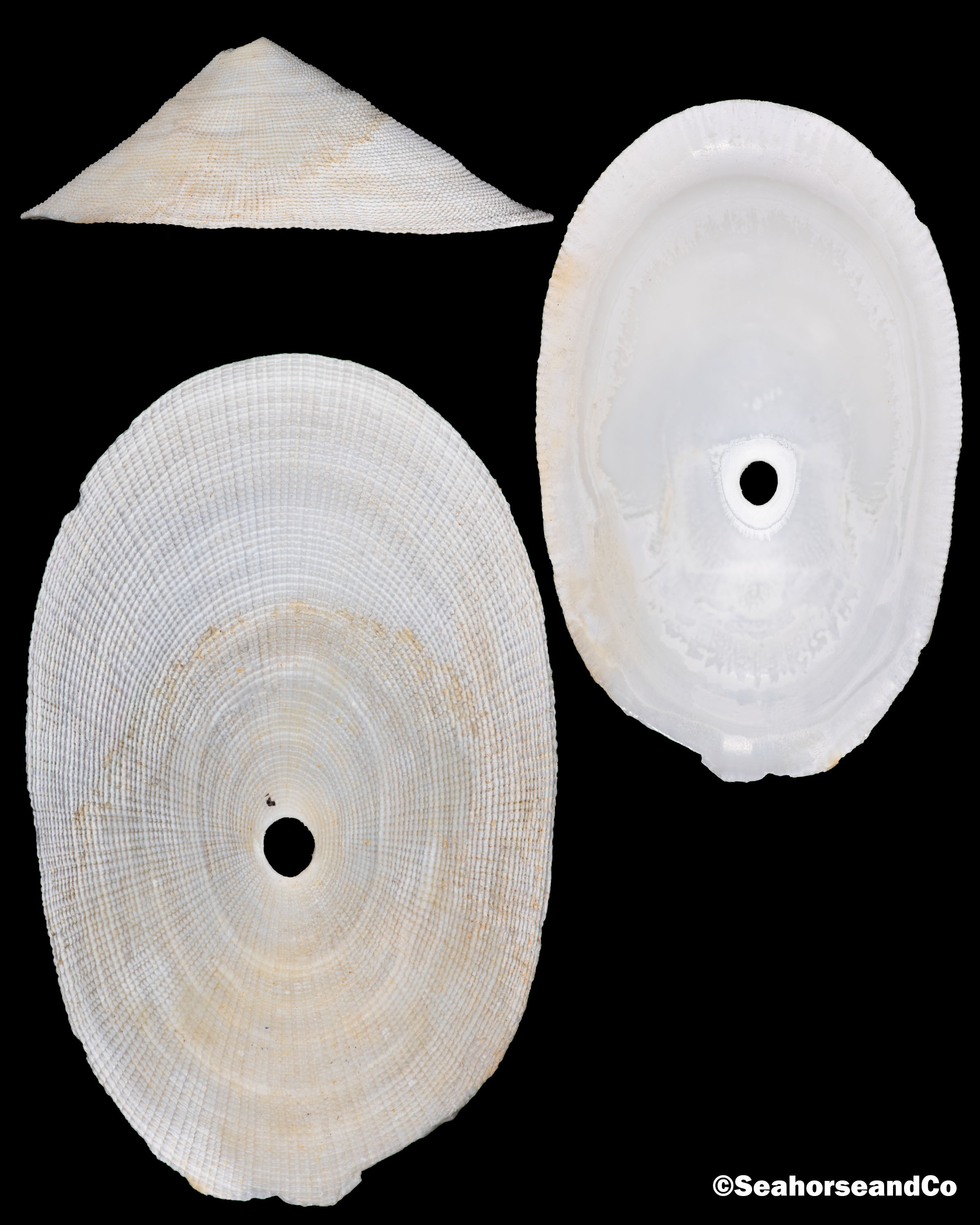Peronella lesueuri　殻 Tanner's Keyhole Limpet: Diodora tanneri (A. E. Verrill, 1882)