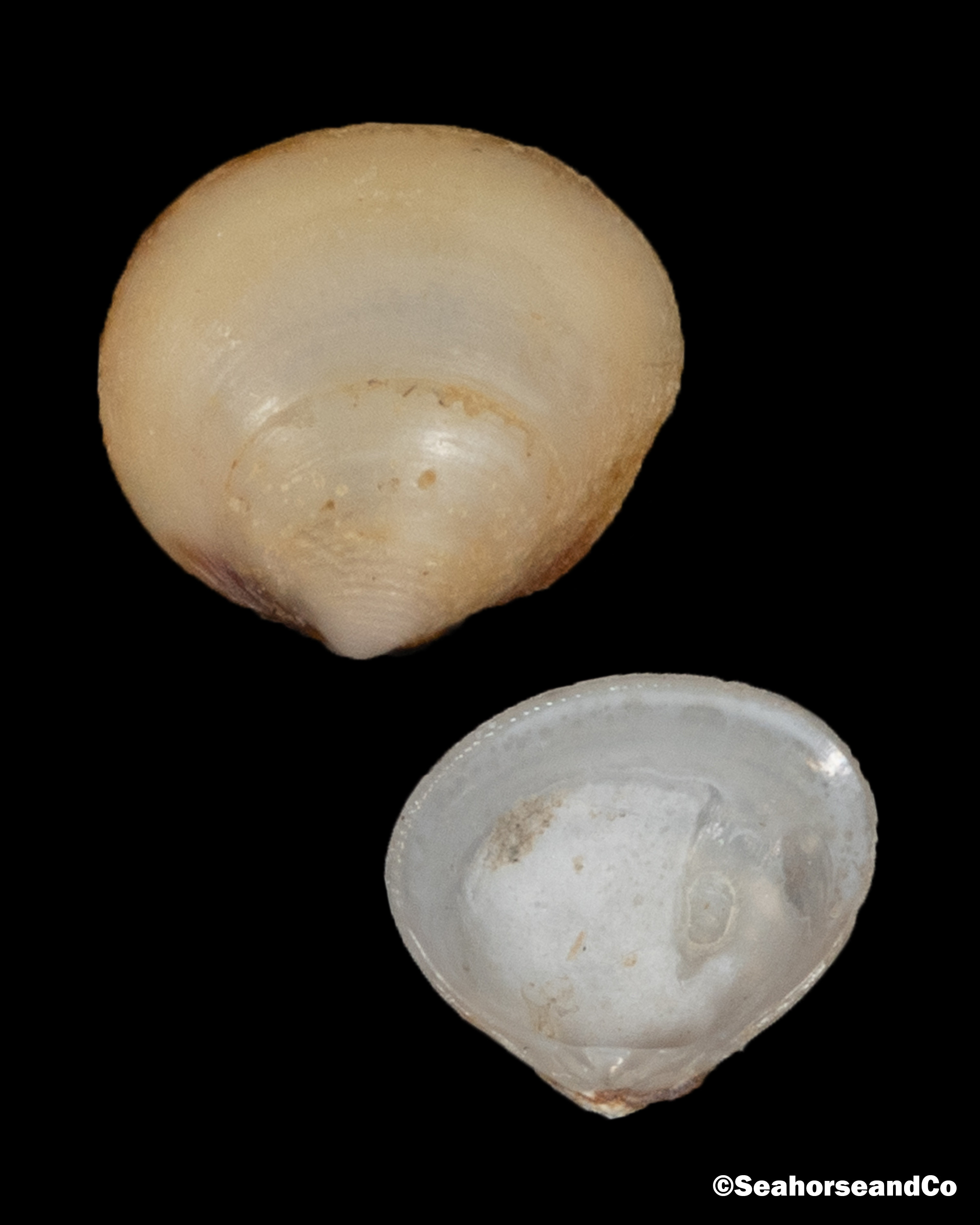 Amethyst Gem Clam Gemma gemma (Totten, 1834)