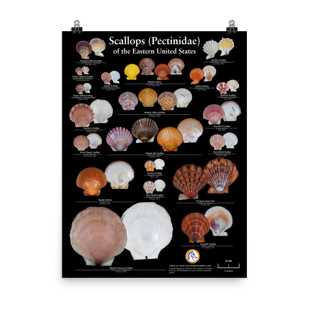 Scallops of the Eastern United States