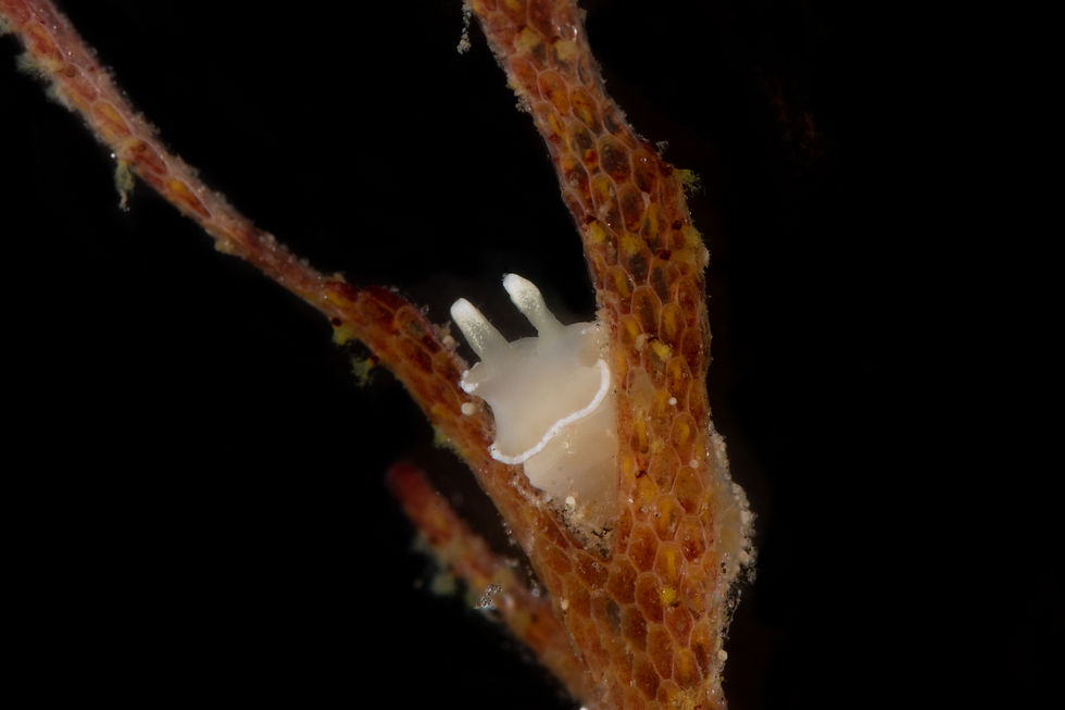 White Nudibranch sea slug on branches of red bryozoan colony with a black background.