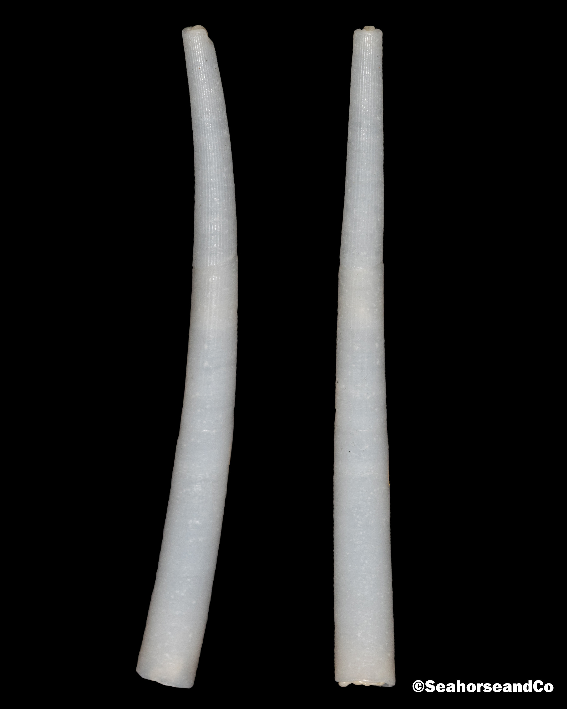 Reed Tusk Shell: Graptacme calamus (Dall, 1889)