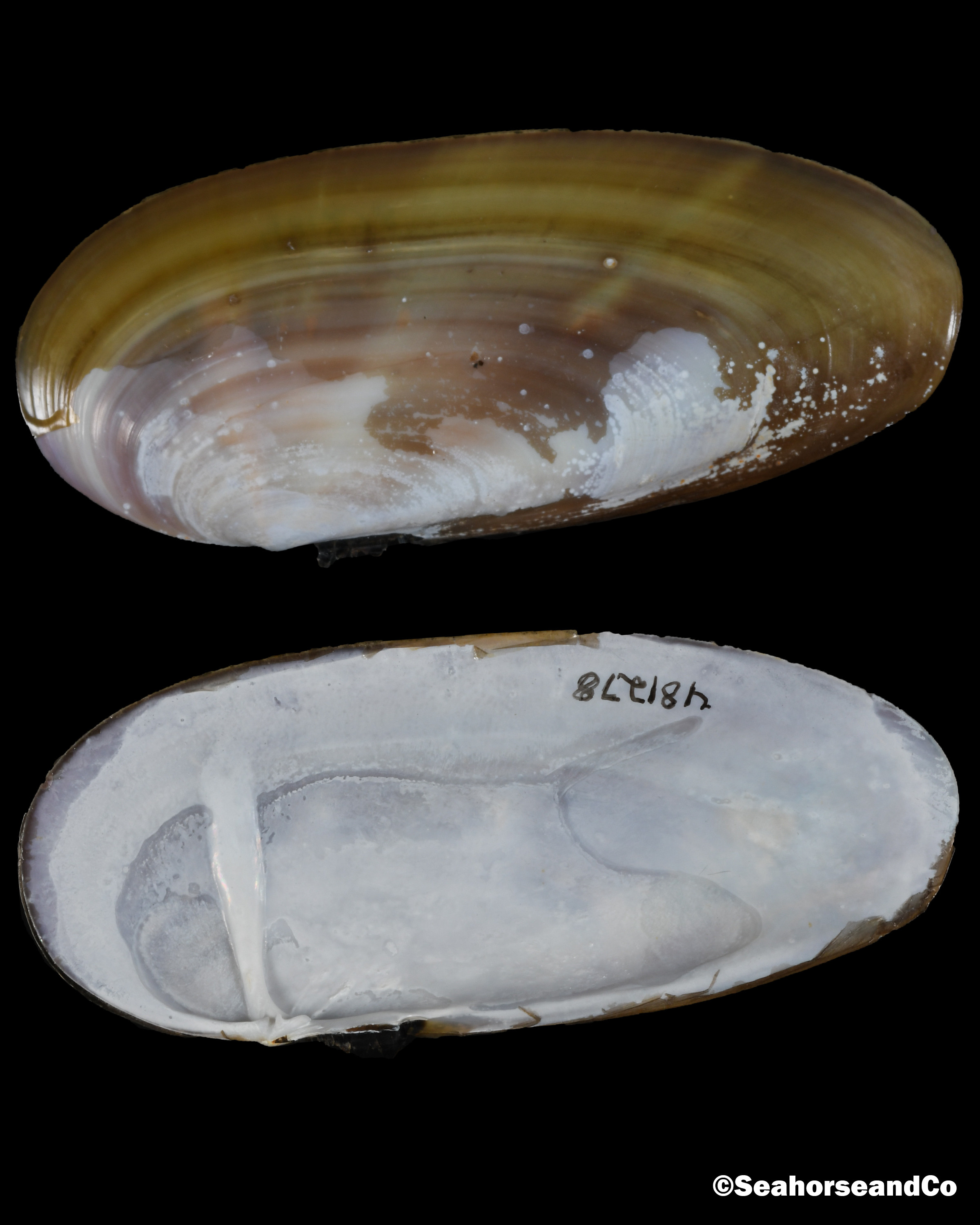Atlantic Razor: Siliqua costata (Say, 1822)