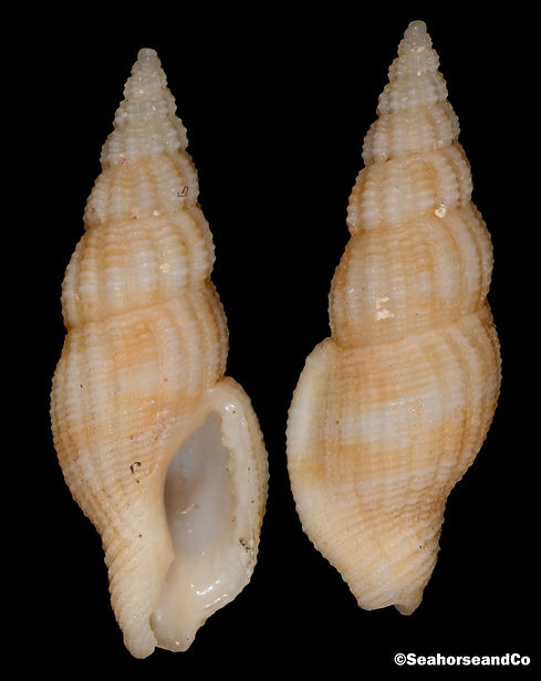 Pisaniidae