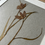Thumbnail: Snakeshead Fritillaria Pressed Flowers