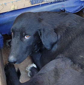 Black with white young female dog 