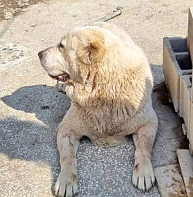 White Polar Bear-like Female Dog