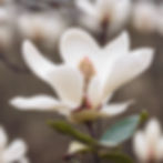 one white magnolia flower background with field background with focus on flower.jpg