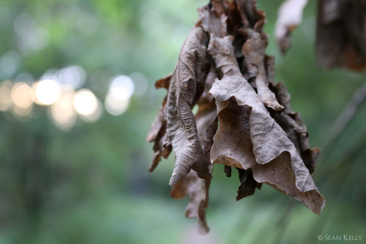 A close up photo of withered oak leaves in autumn