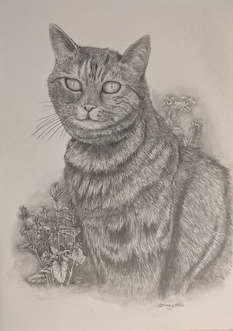 A sketched portrait of a tabby cat using pencil and graphite