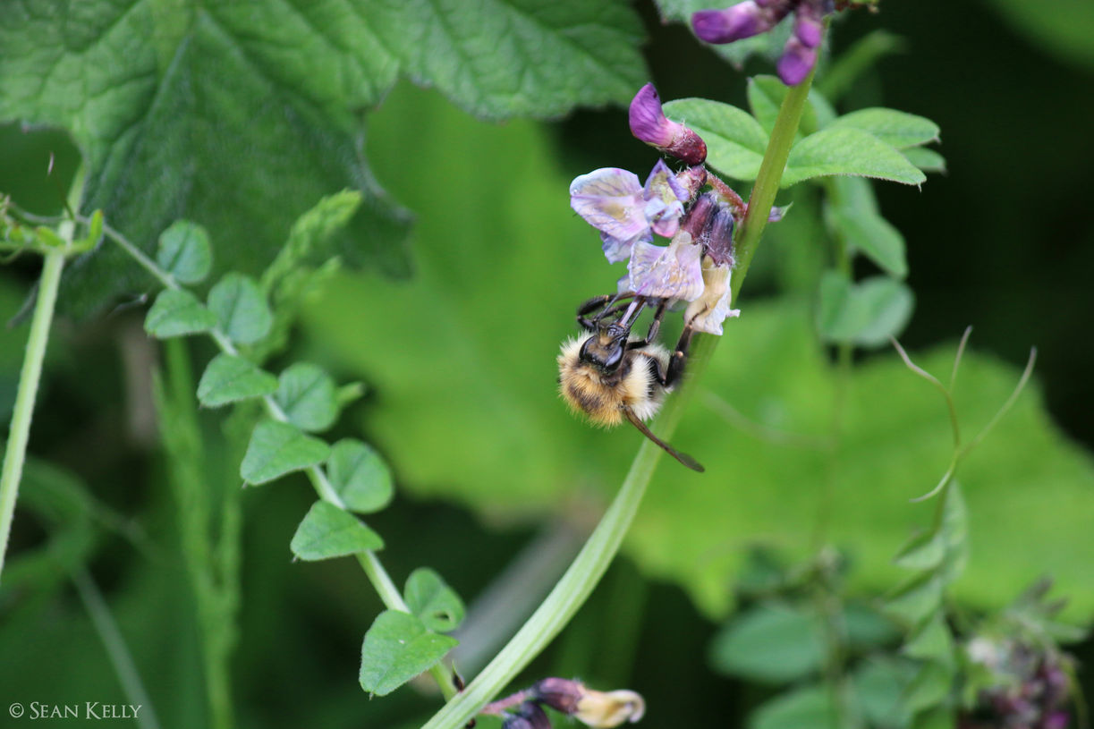 Photo of a bumblebee on a flower