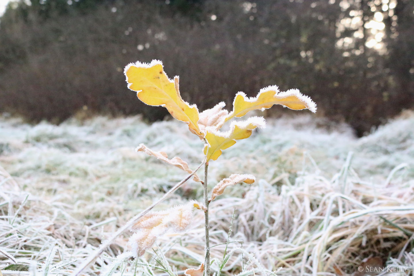 A photo of a frost covered oak sapling in a frost covered meadow in winter