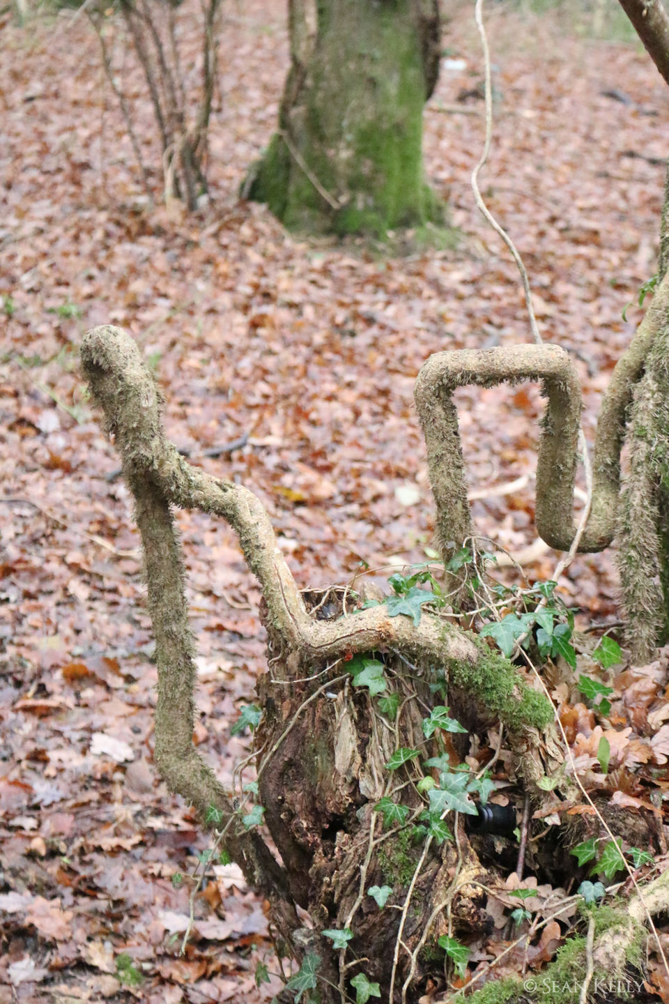 A strangely angled tree root in the woods on a bed of autumn leaves