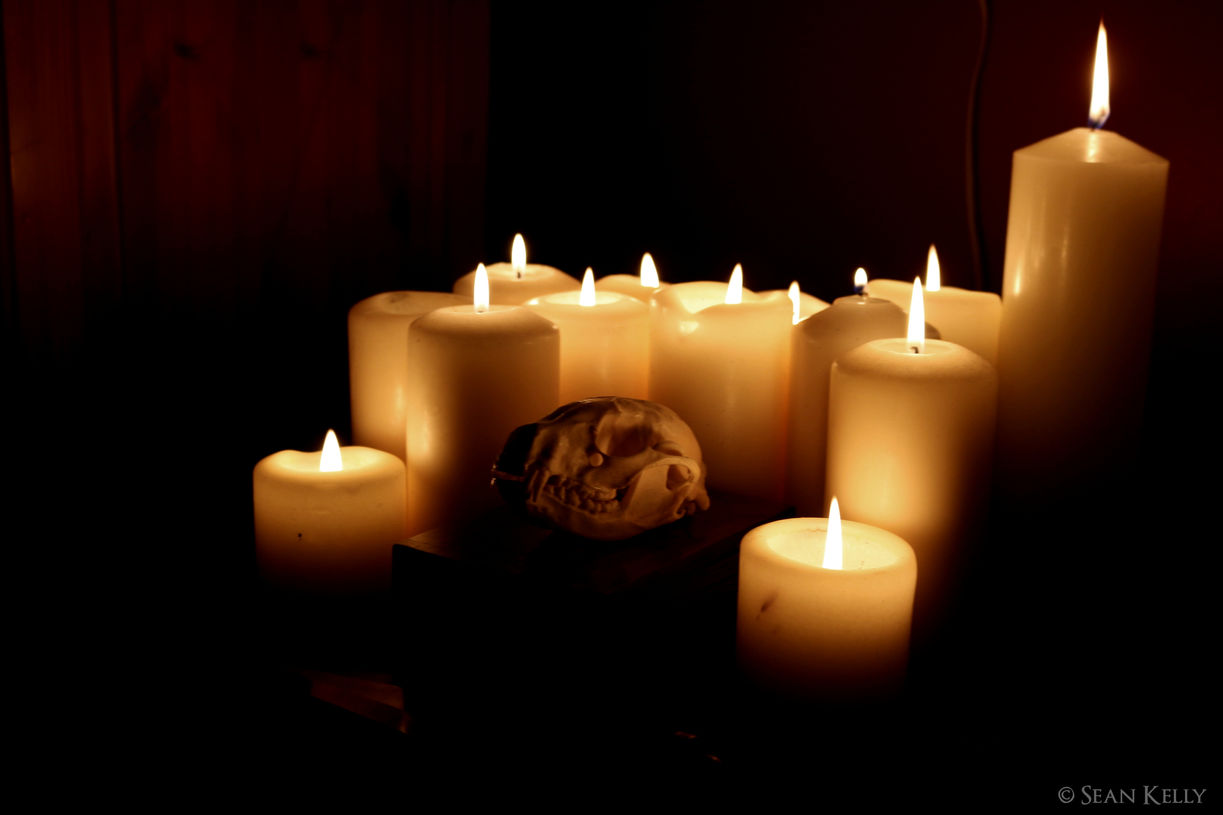 Low lit photo of lit candles and a replica racoon skull arranged as an altar