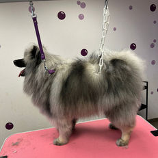 Toilettage professionnel chien à Wittelsheim (68) – Salon Centre canin Arwenlsf