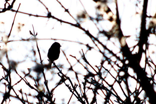 Silhouette of a blue-tit