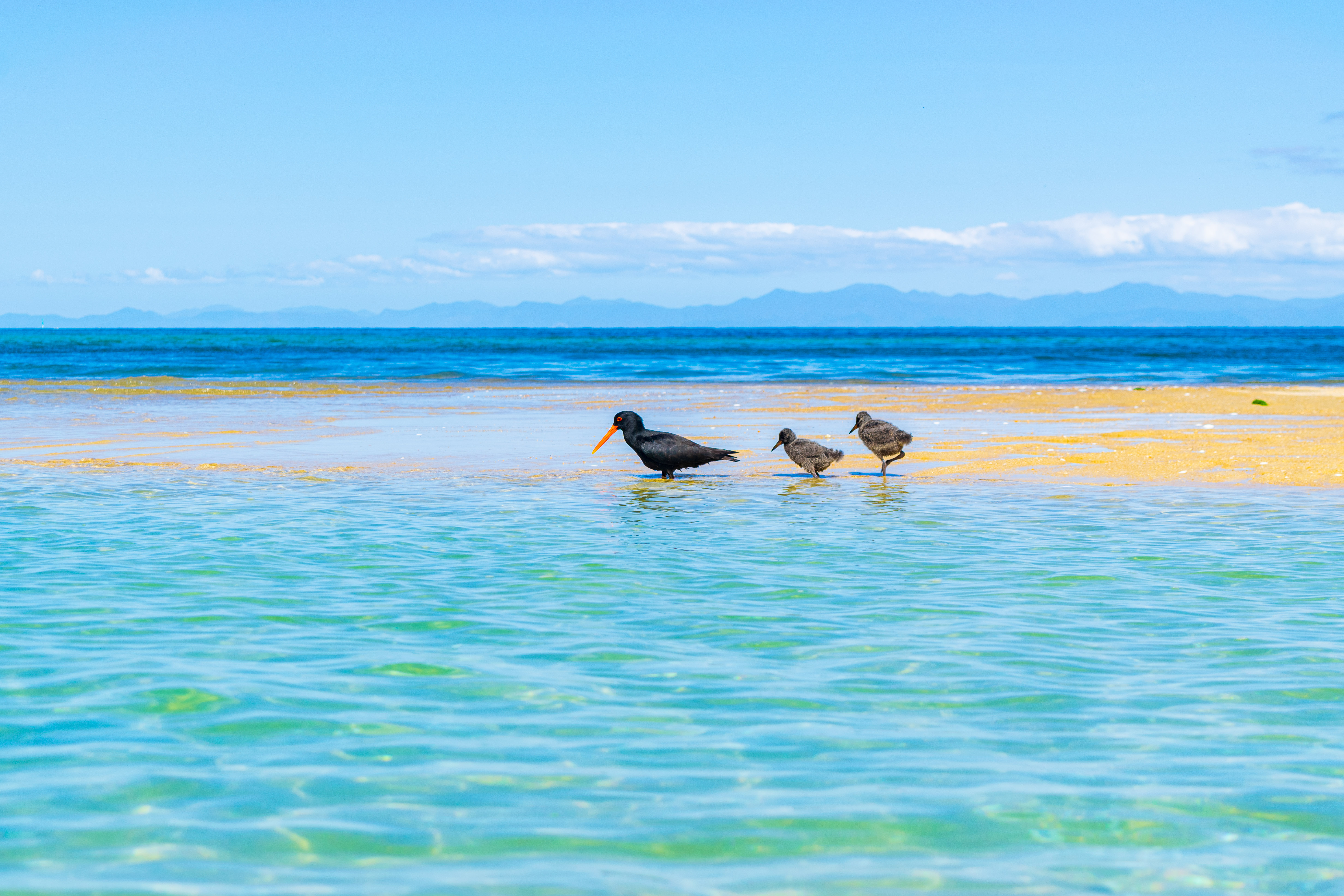 Oystercatcher with chicks · Abel Tasman, NZ