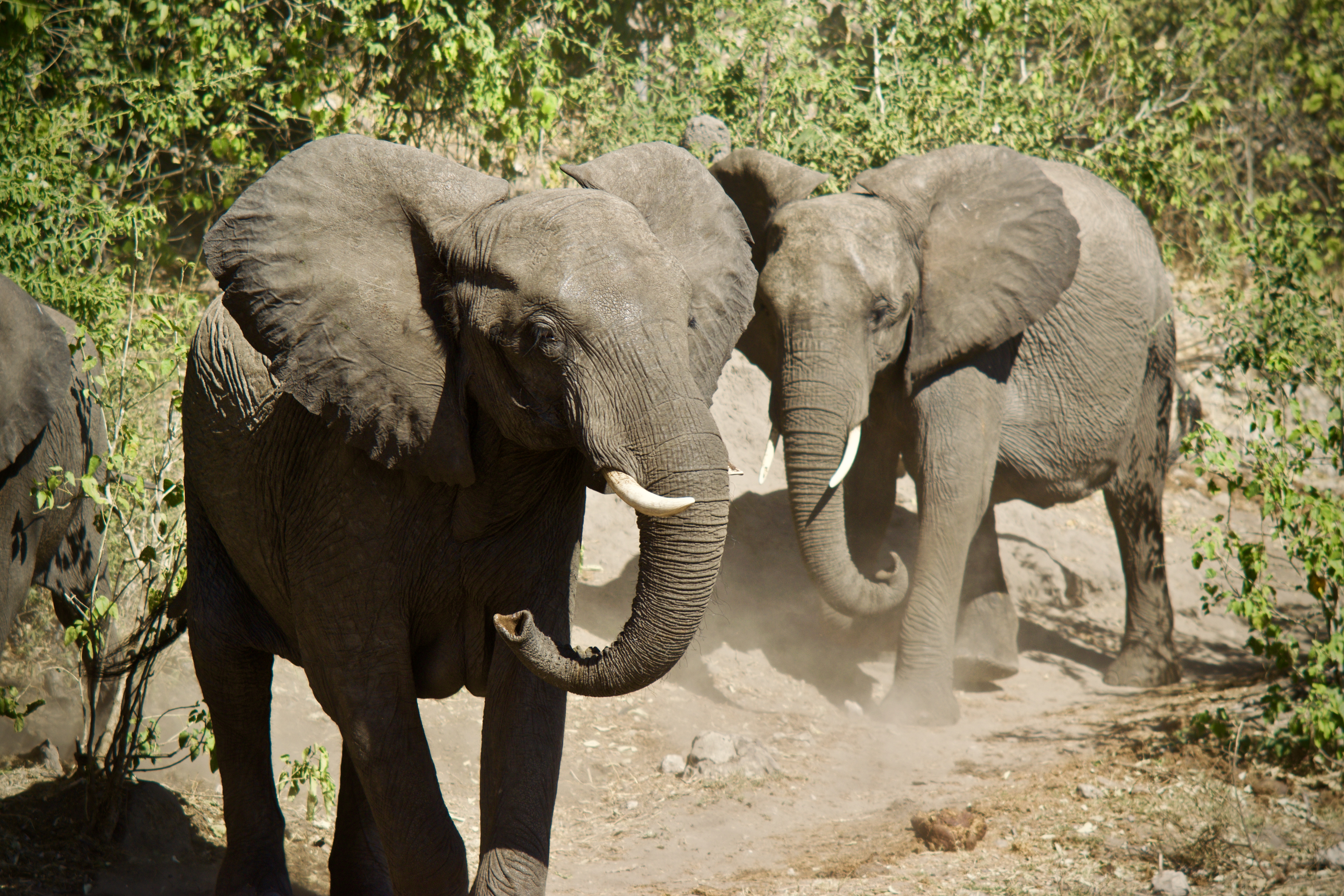 Elephants · Botswana 2
