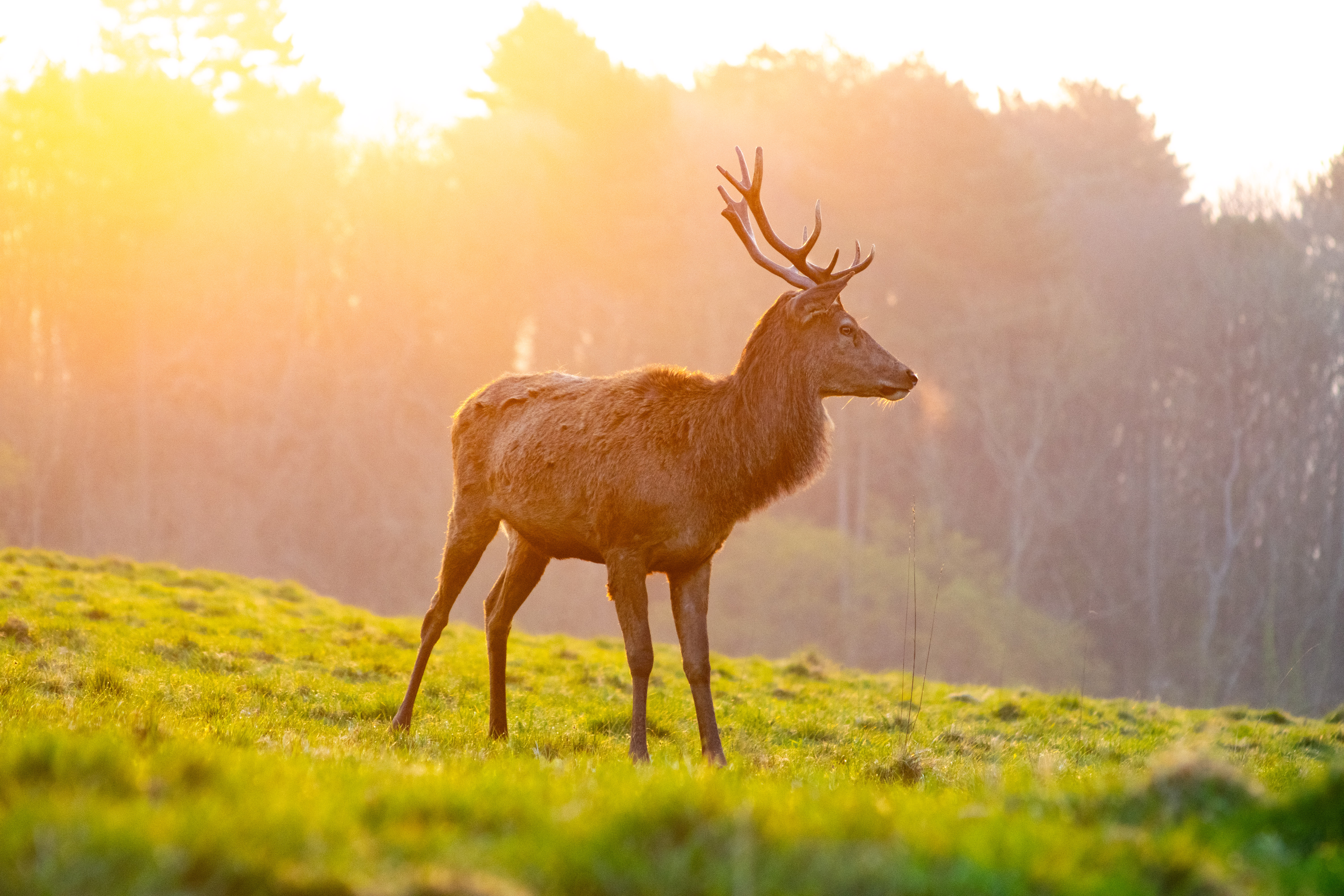 Deer in golden light