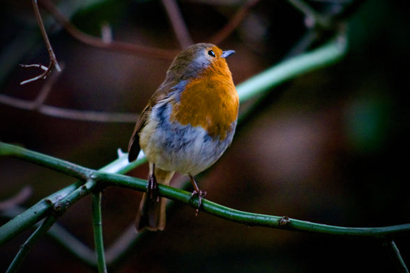 Robin on black