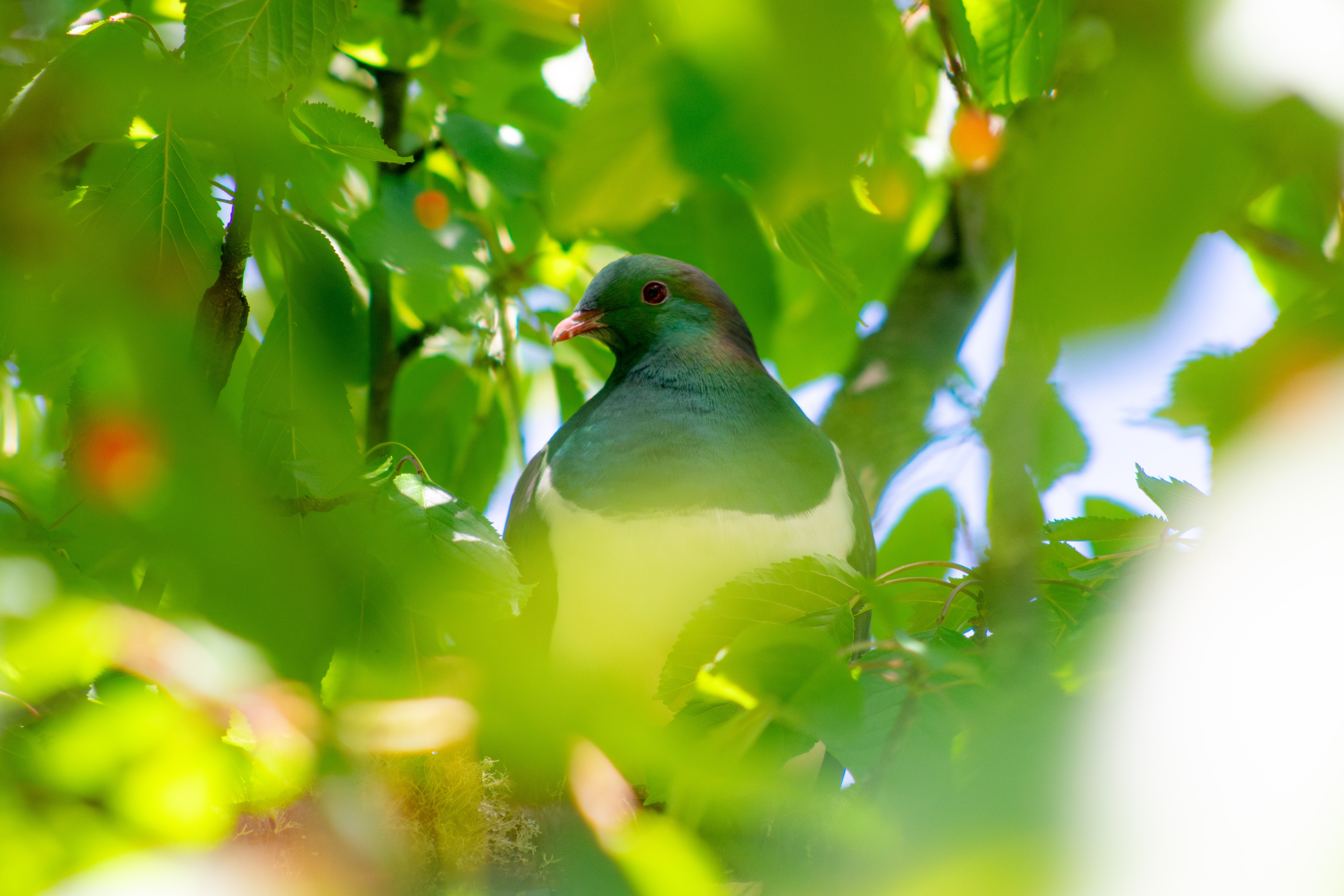 Kererū (NZ Woodpigeon)