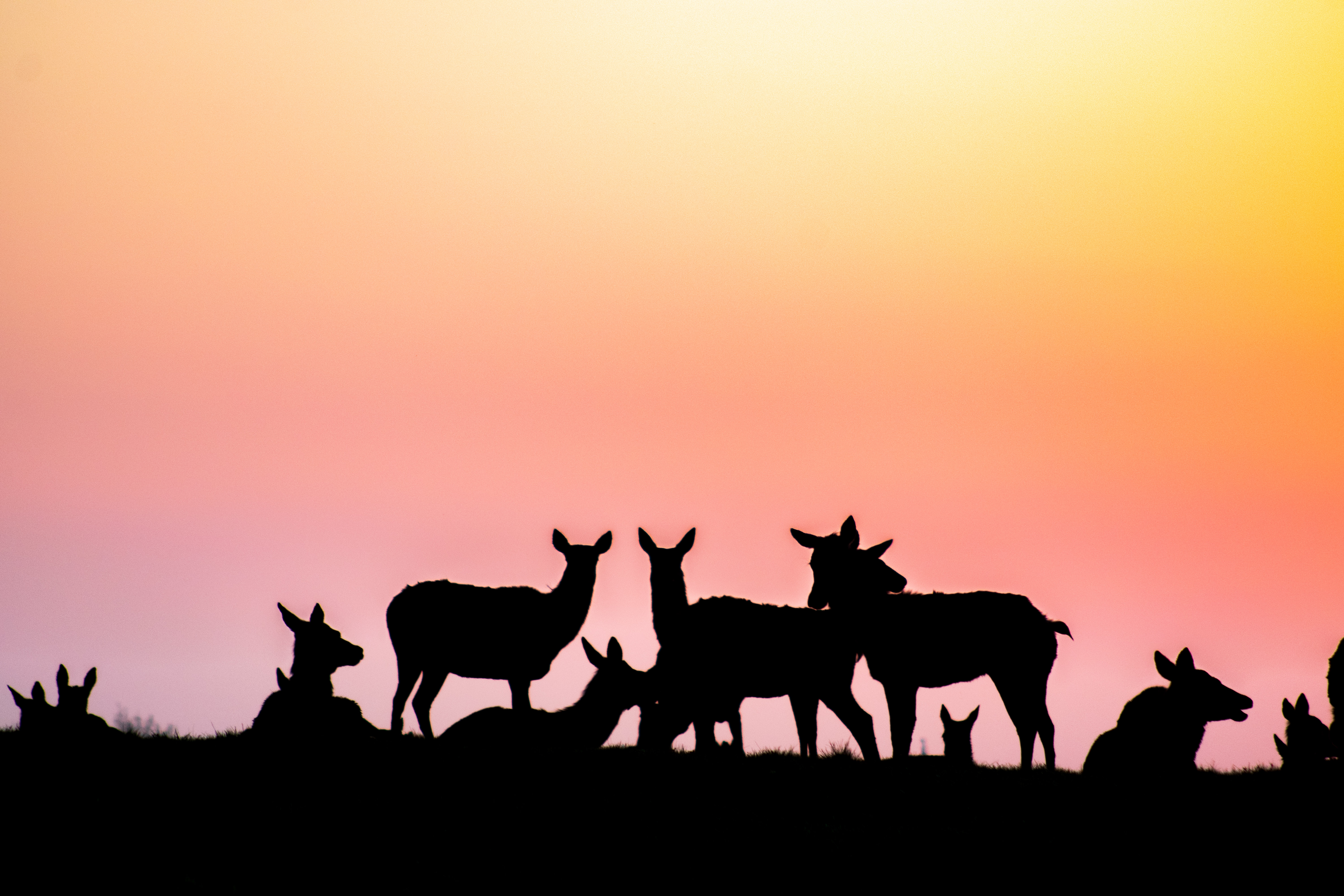 Deer silhouettes