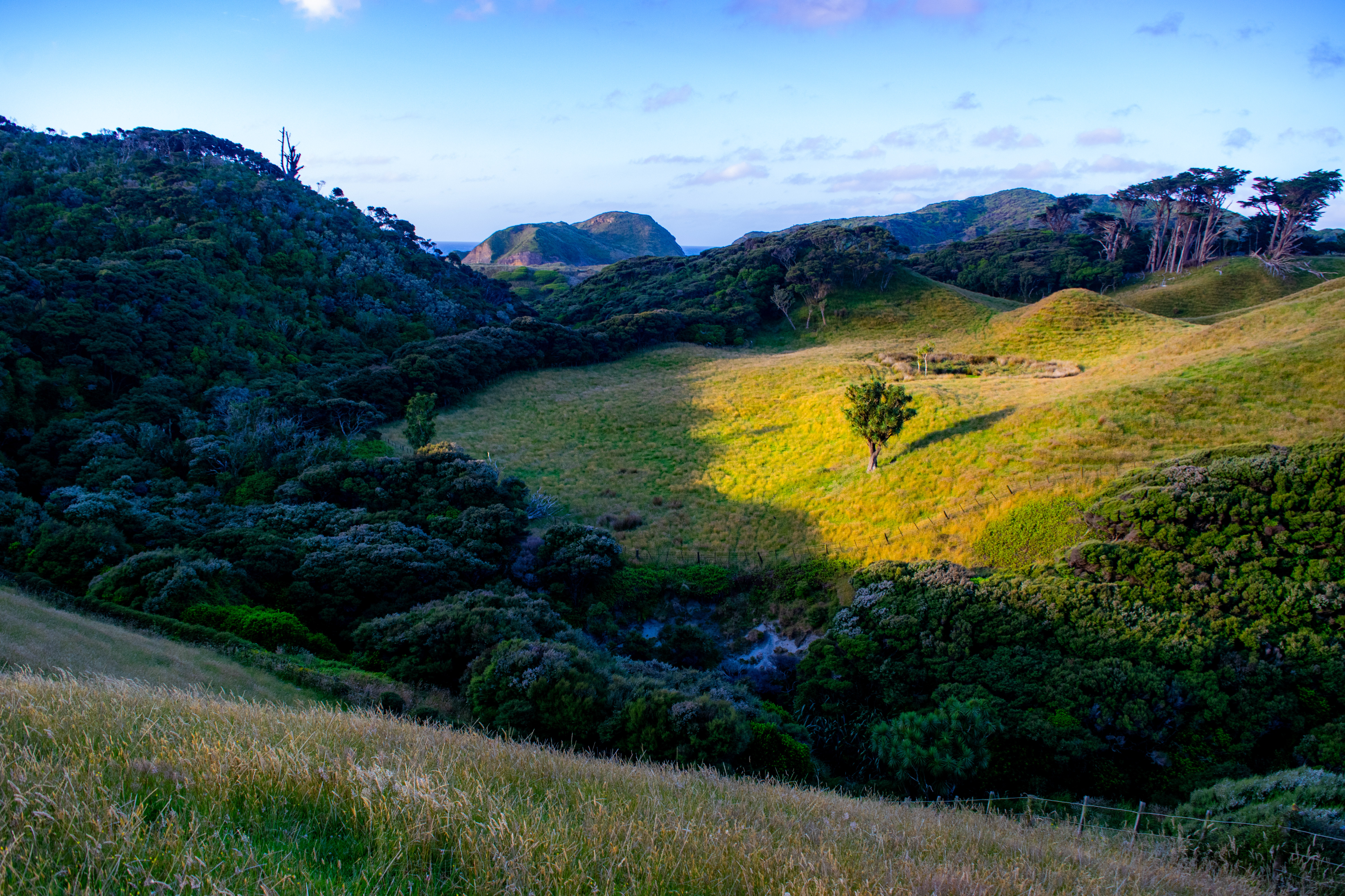 Wharariki tree · NZ