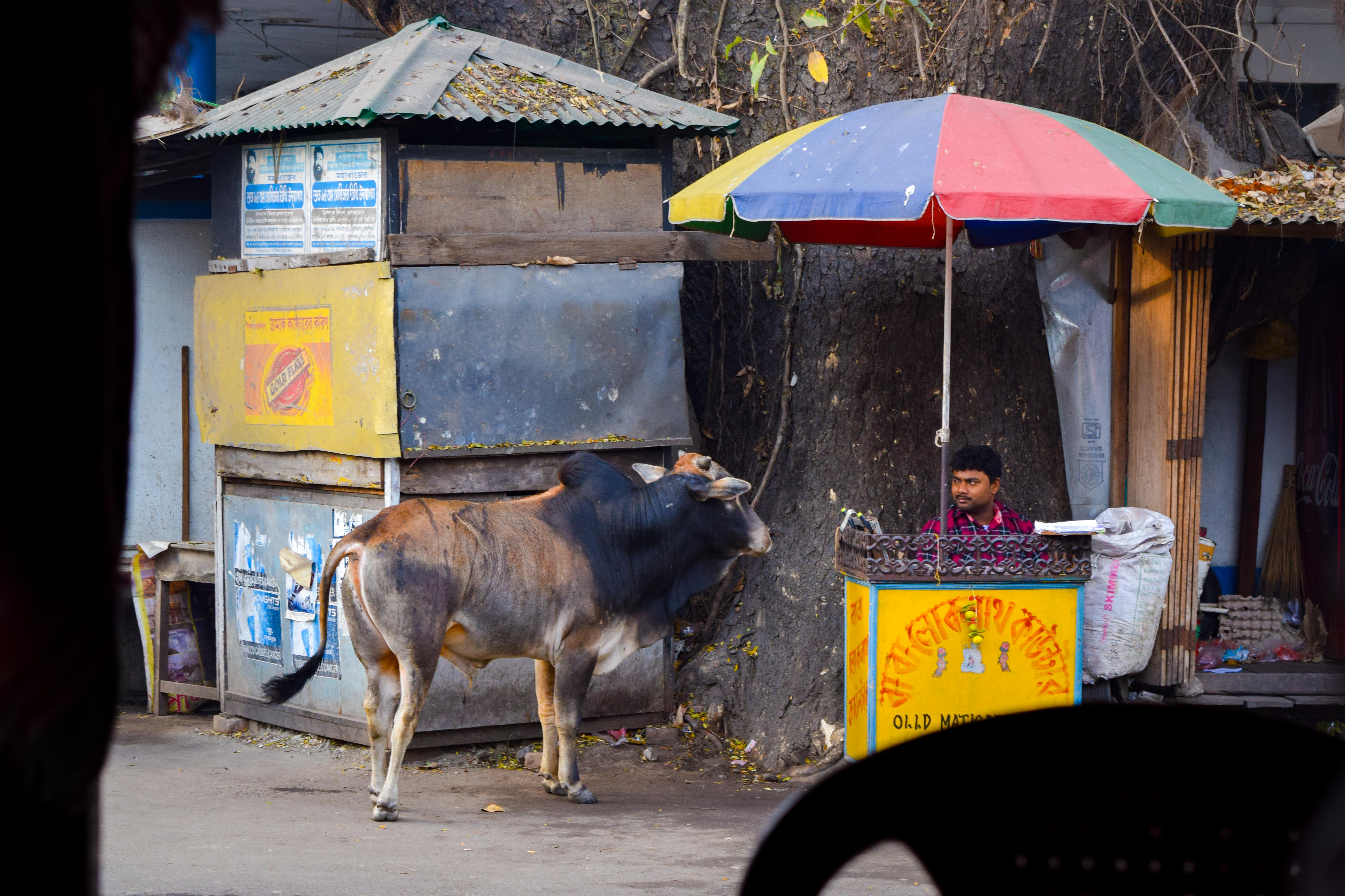 Man meets cow · India