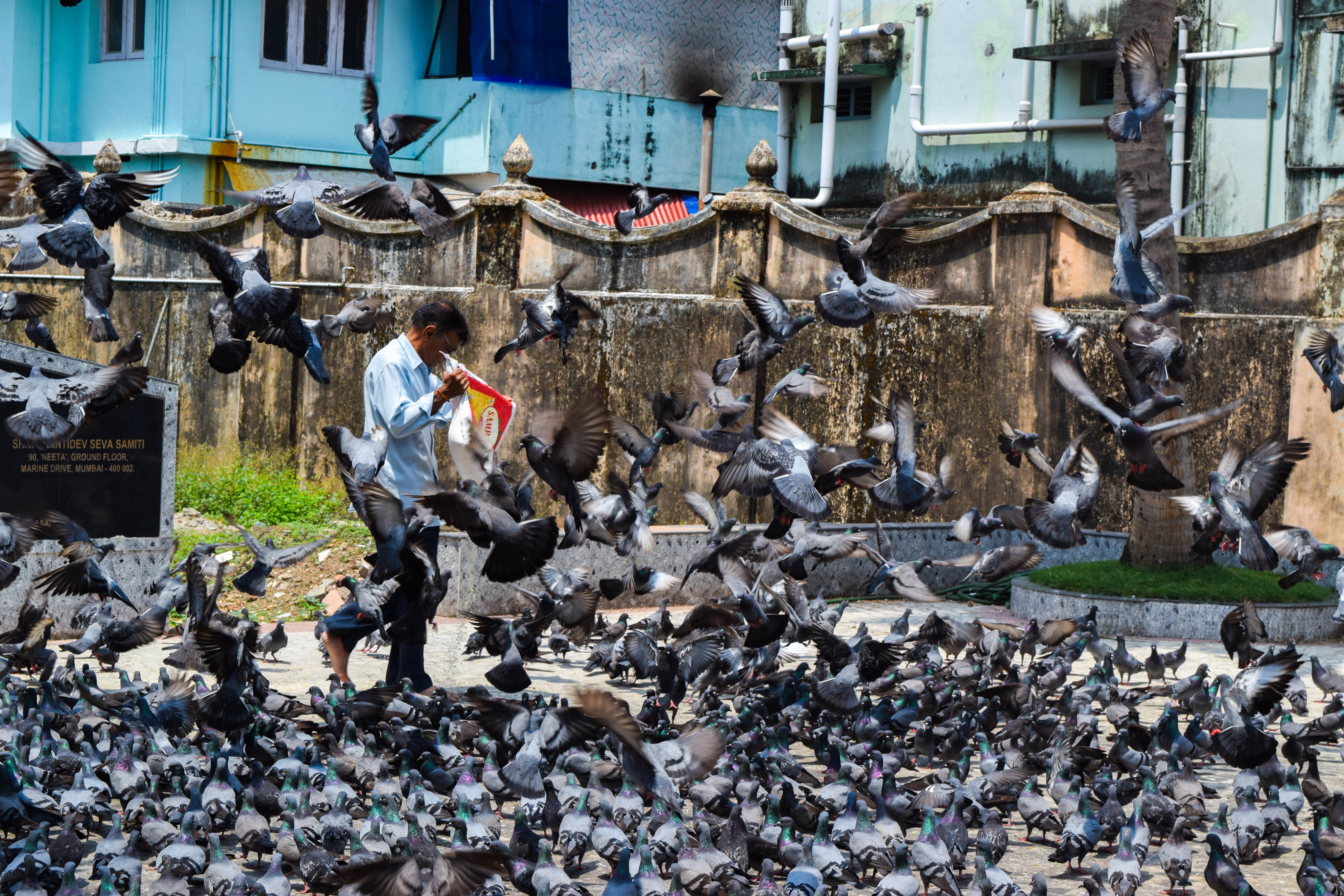 Man with pigeons · India
