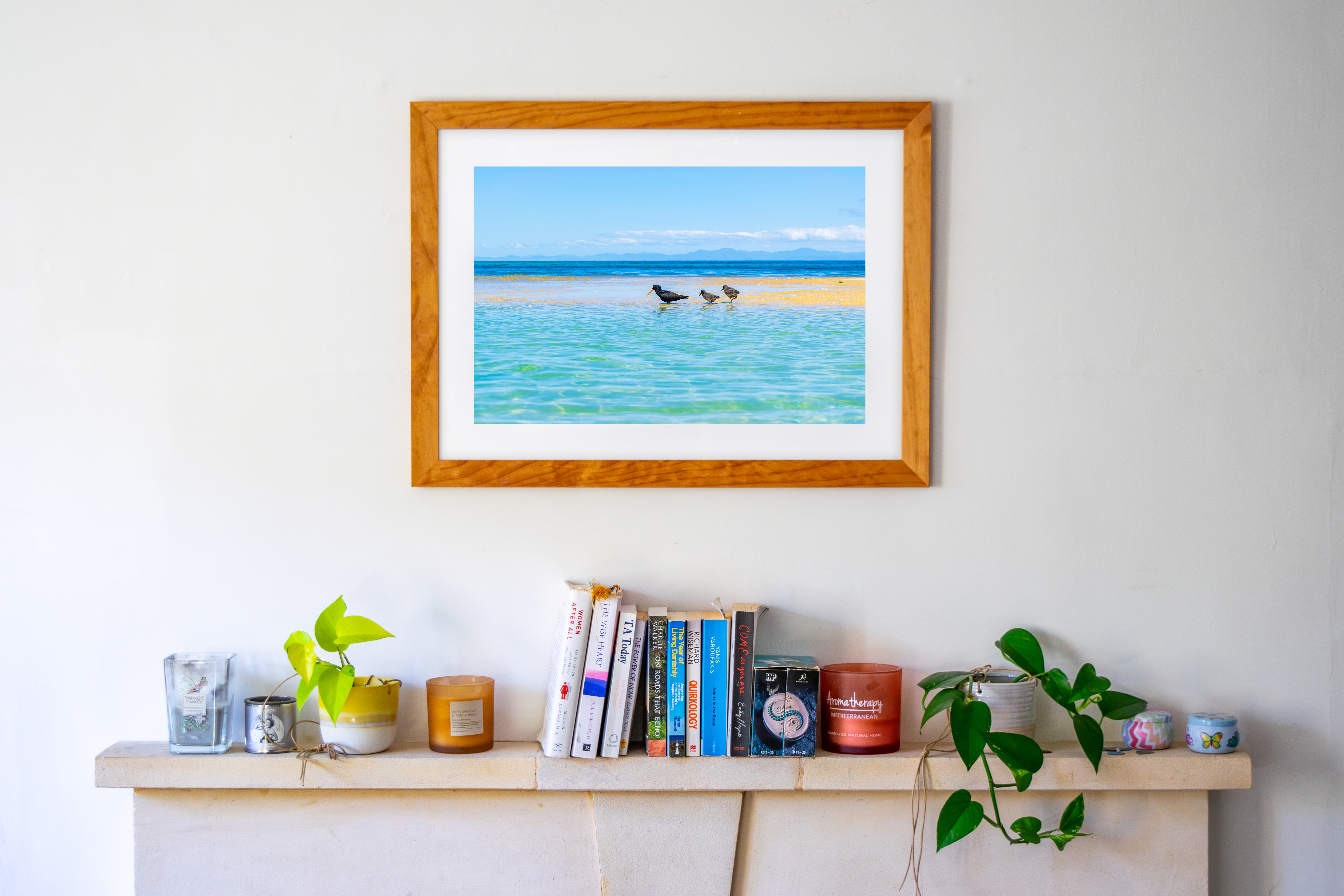 Oystercatcher mum and chicks