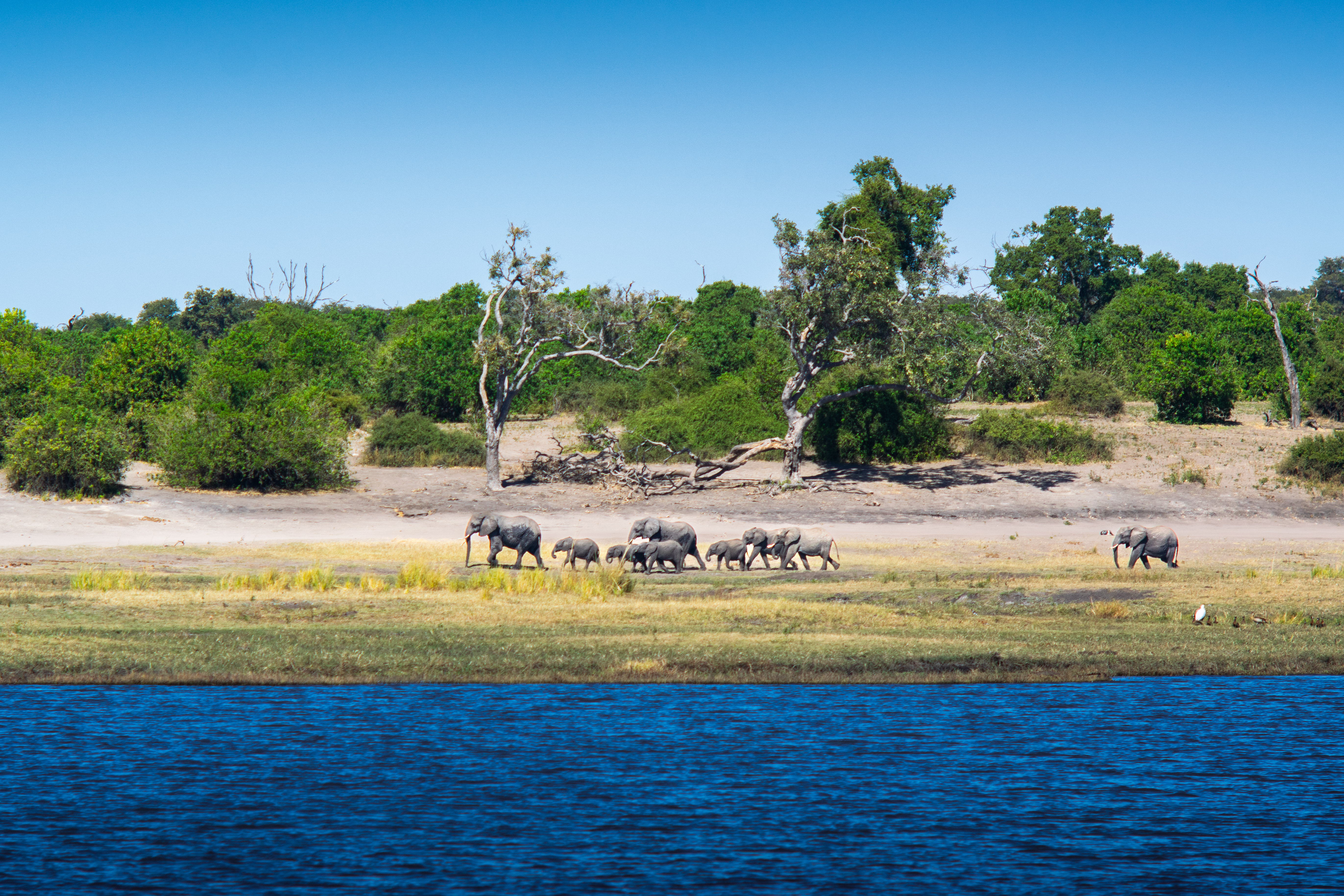 Elephants · Botswana