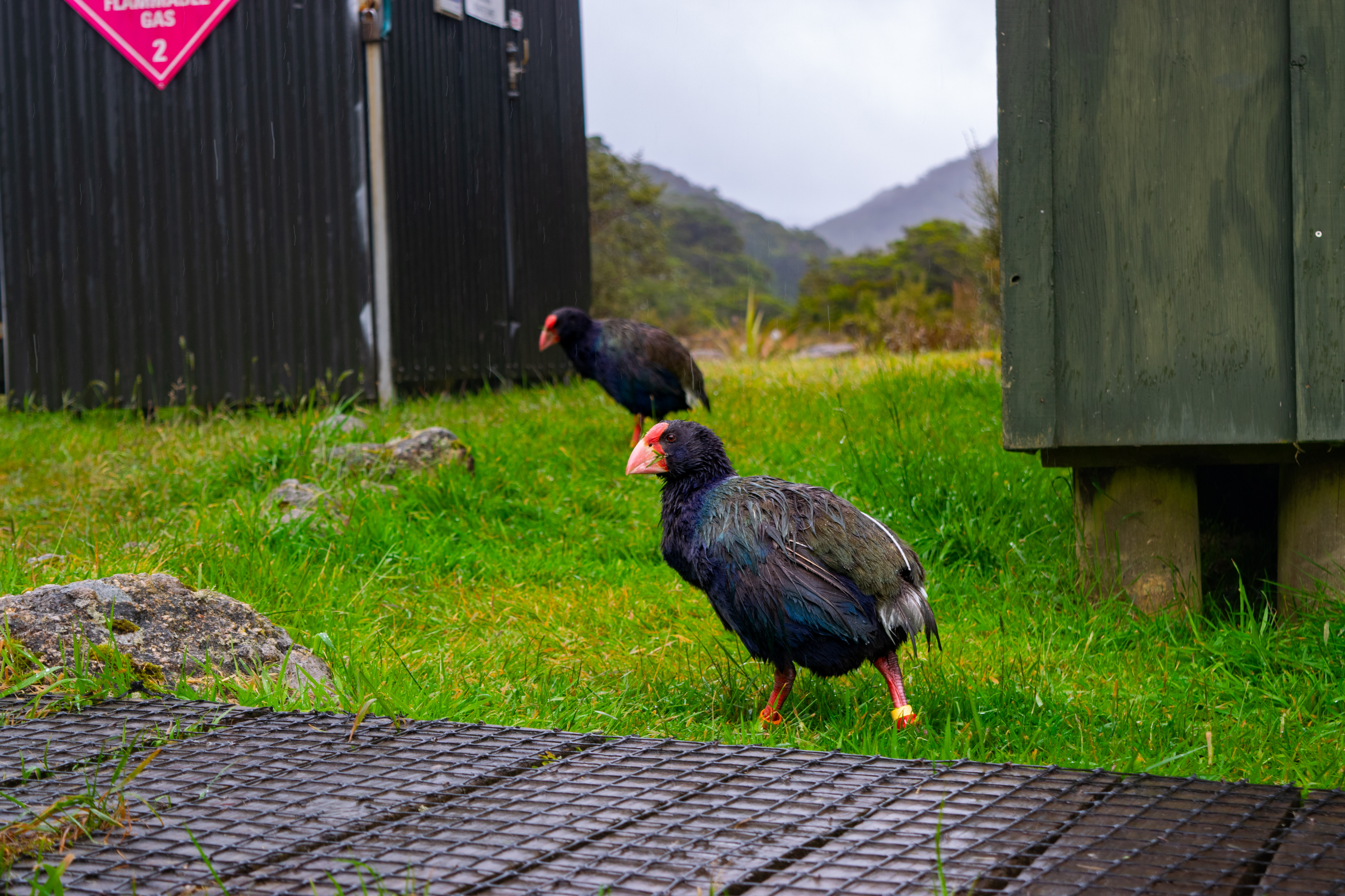 Takahē · New Zealand