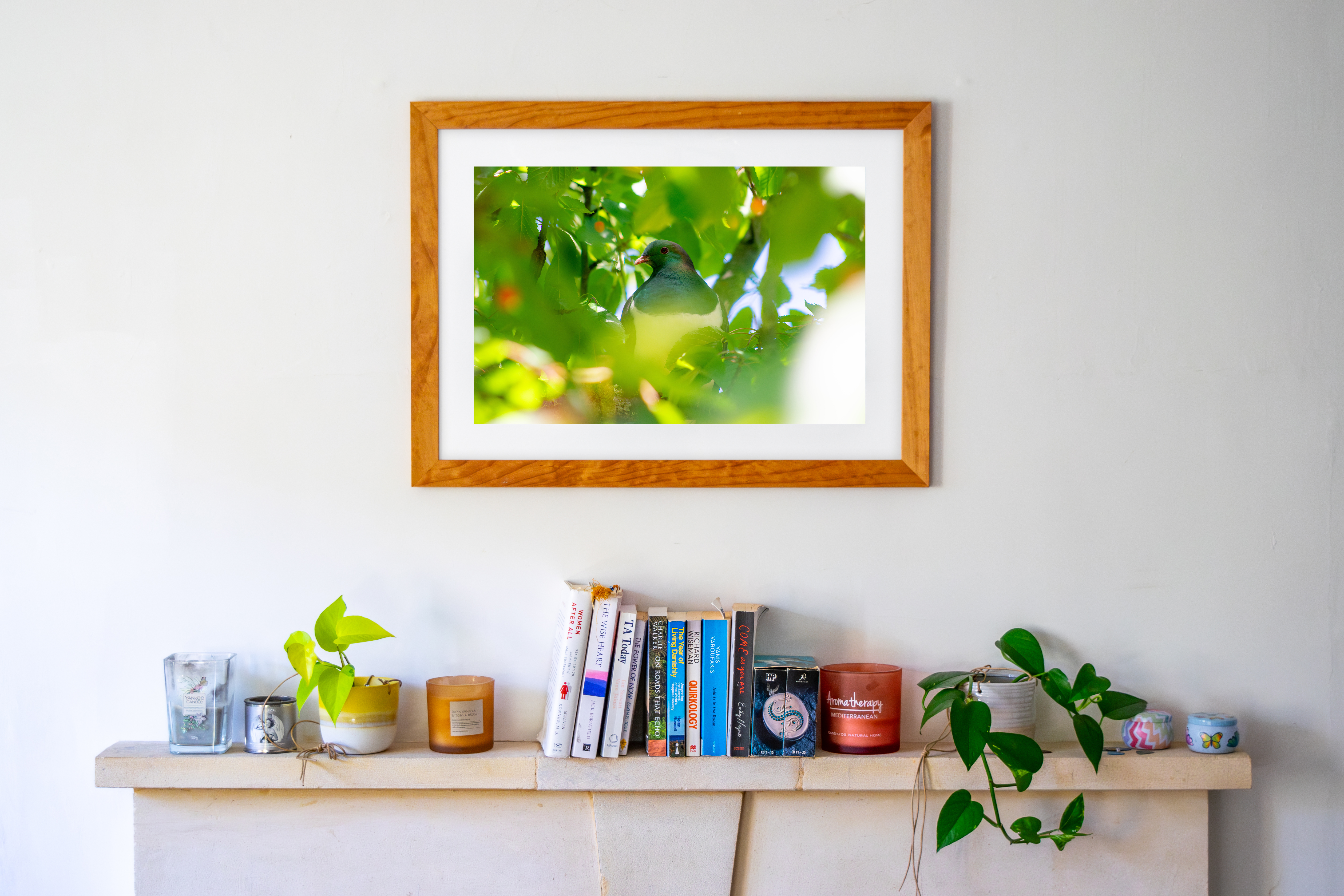 Kererū NZ Woodpigeon