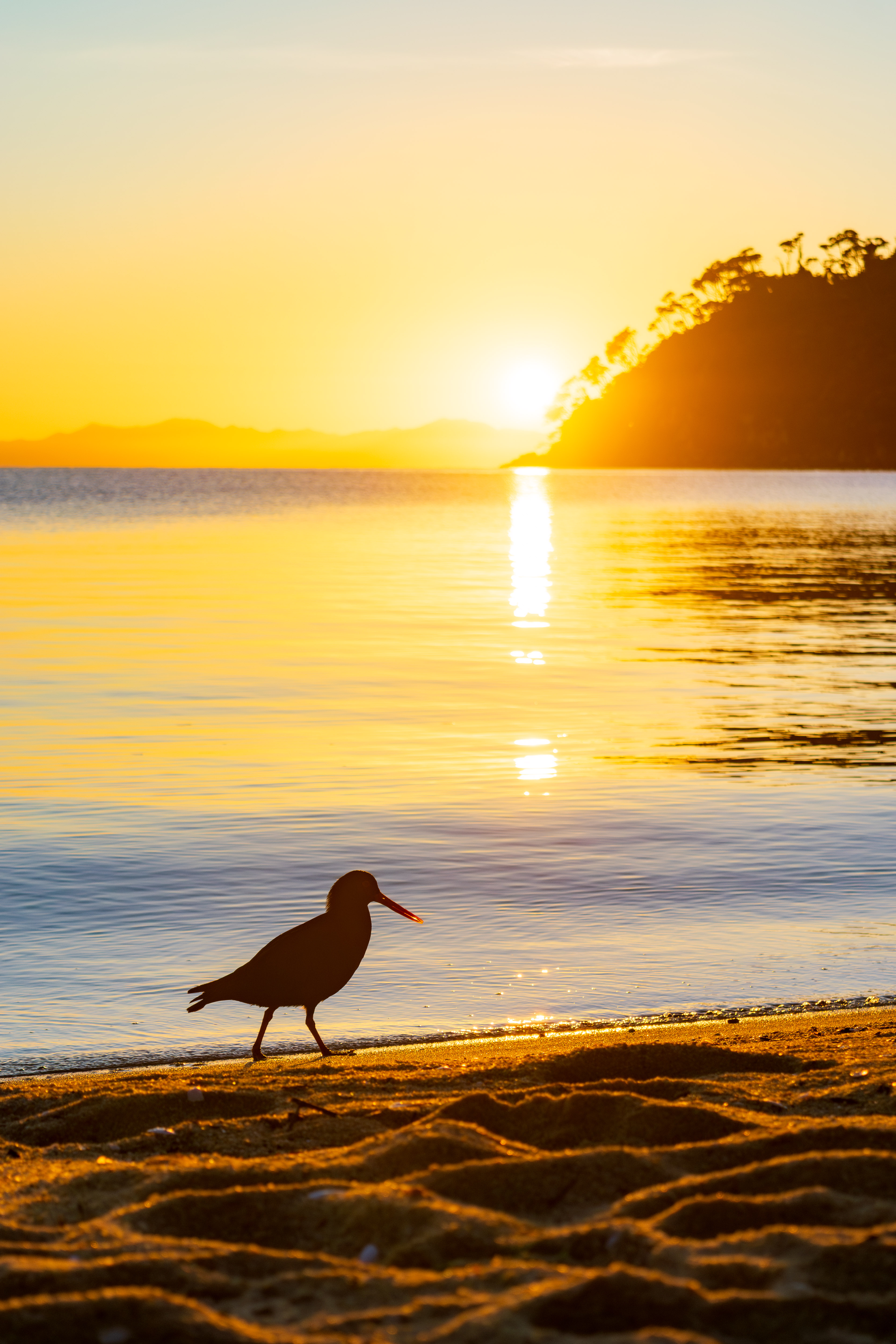Oystercatcher at sunrise · NZ