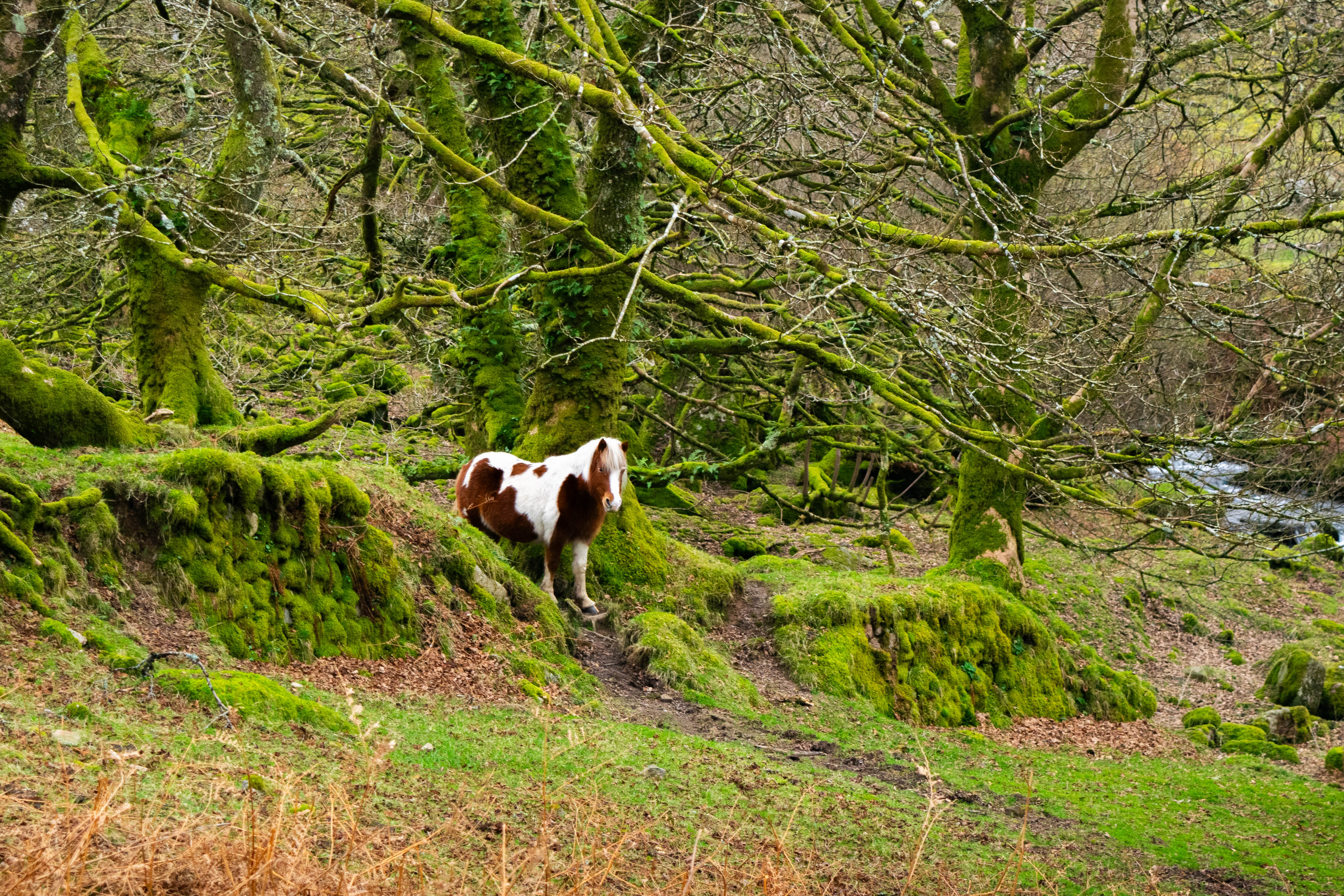 Dartmoor pony in forest