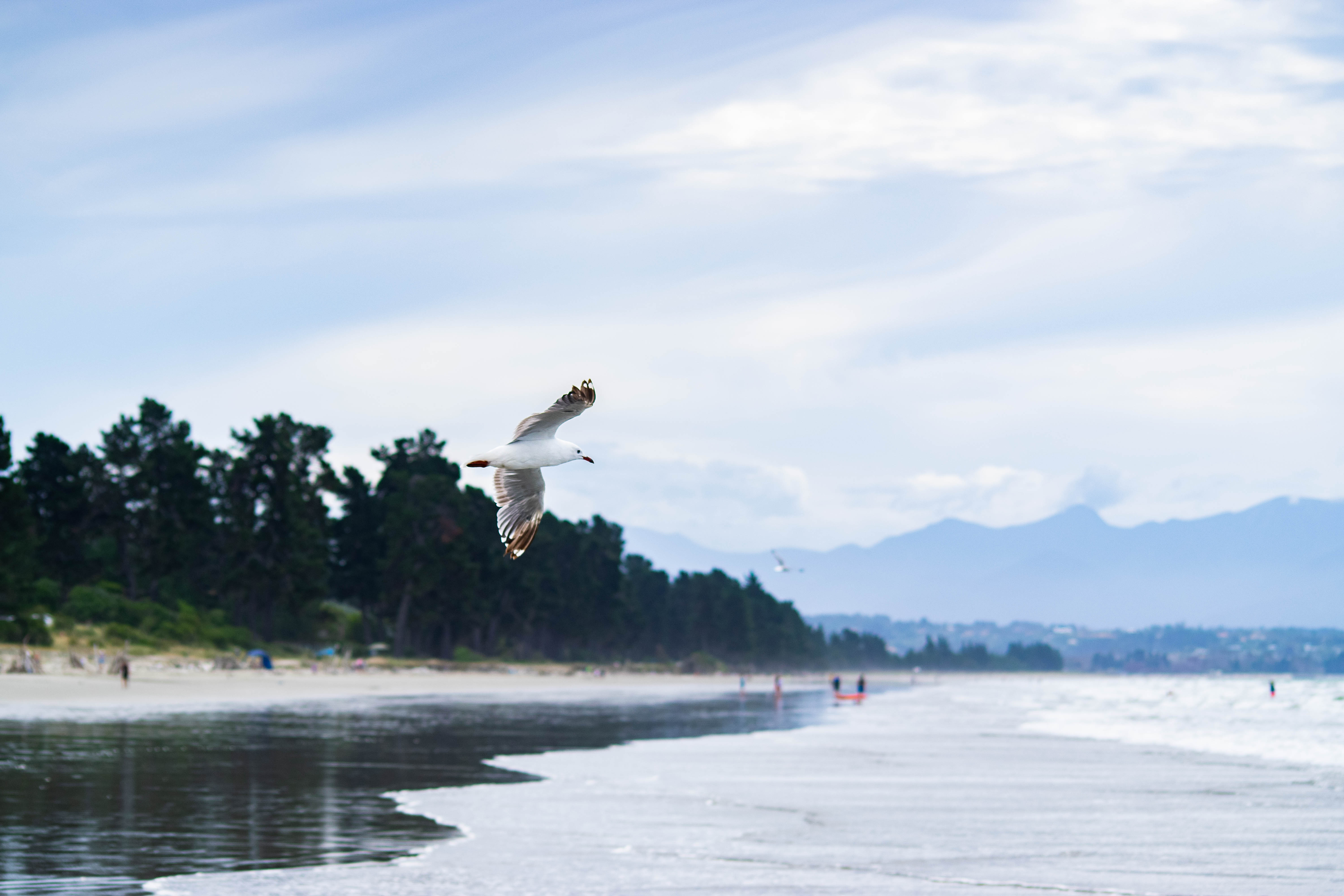 Seagull · Rabbit Island