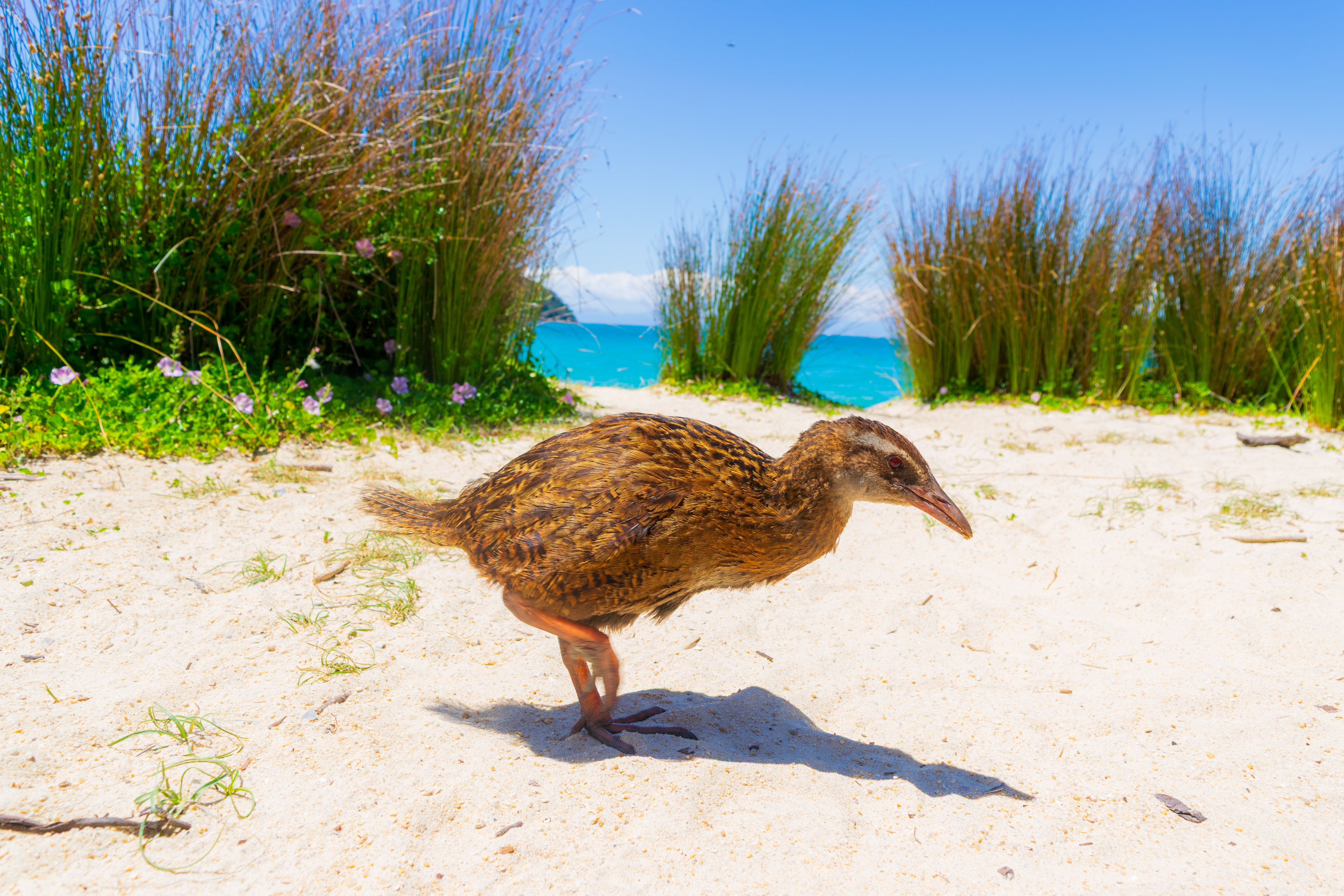 Weka on beach · NZ