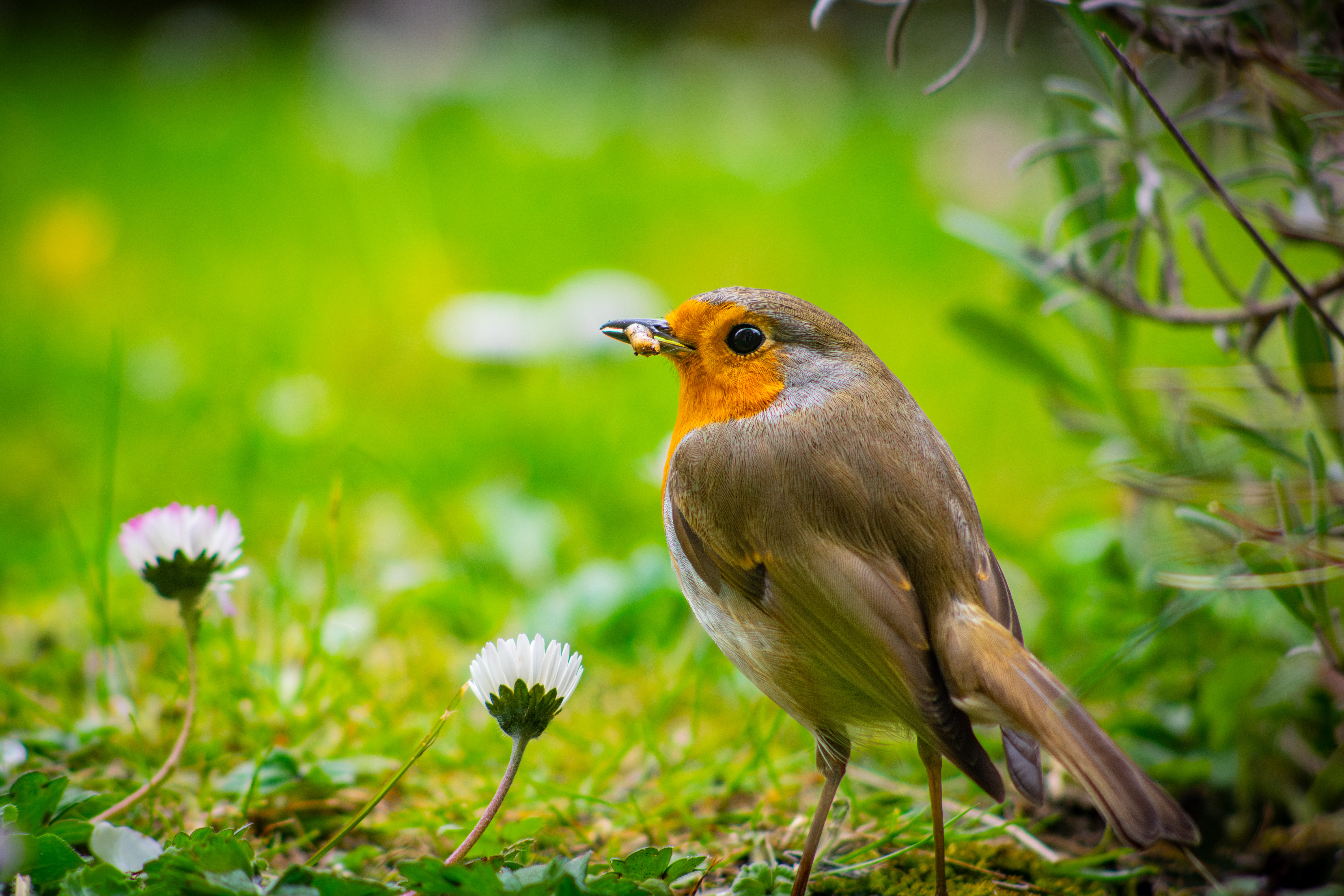 Robin in garden · UK