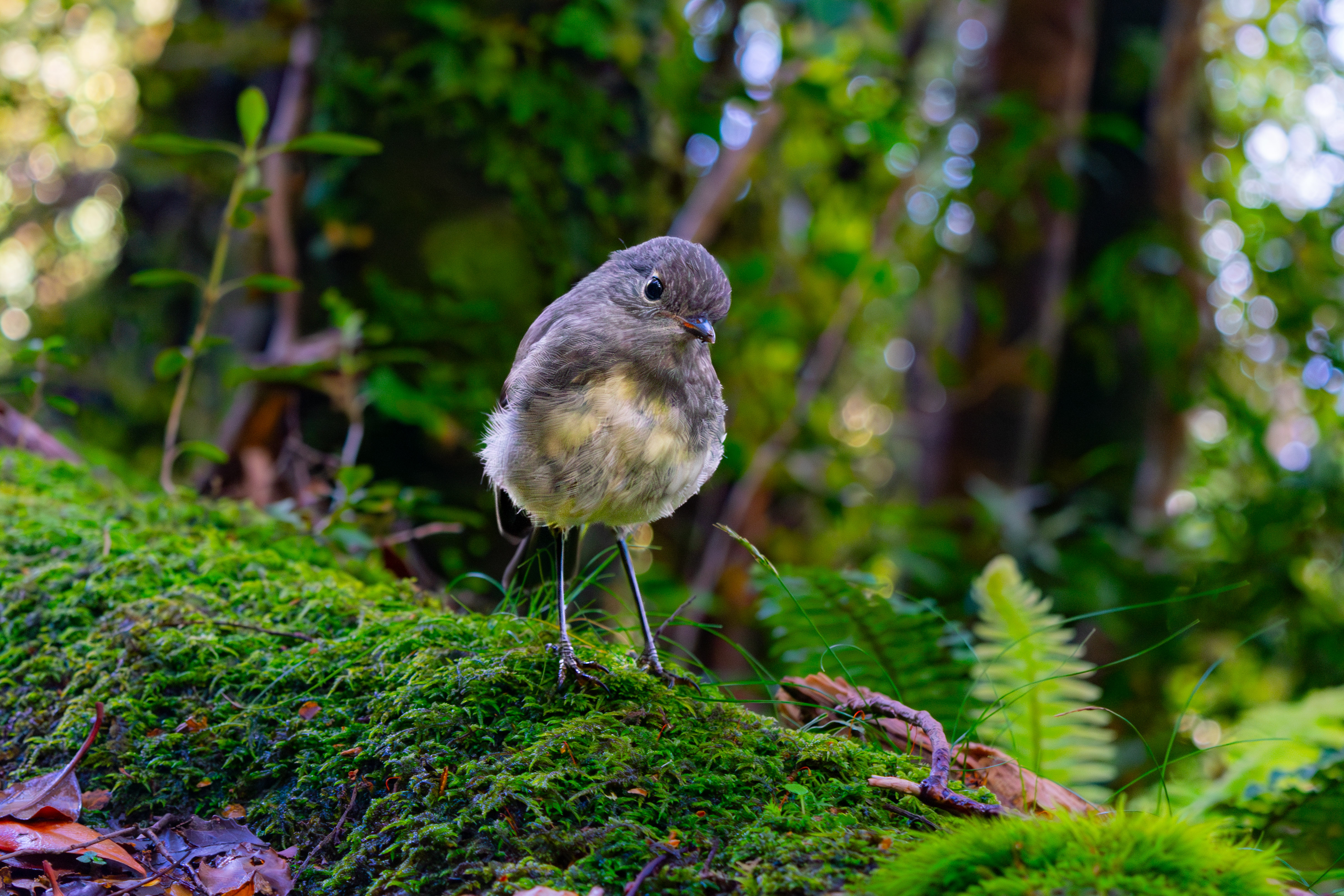 NZ Robin · New Zealand