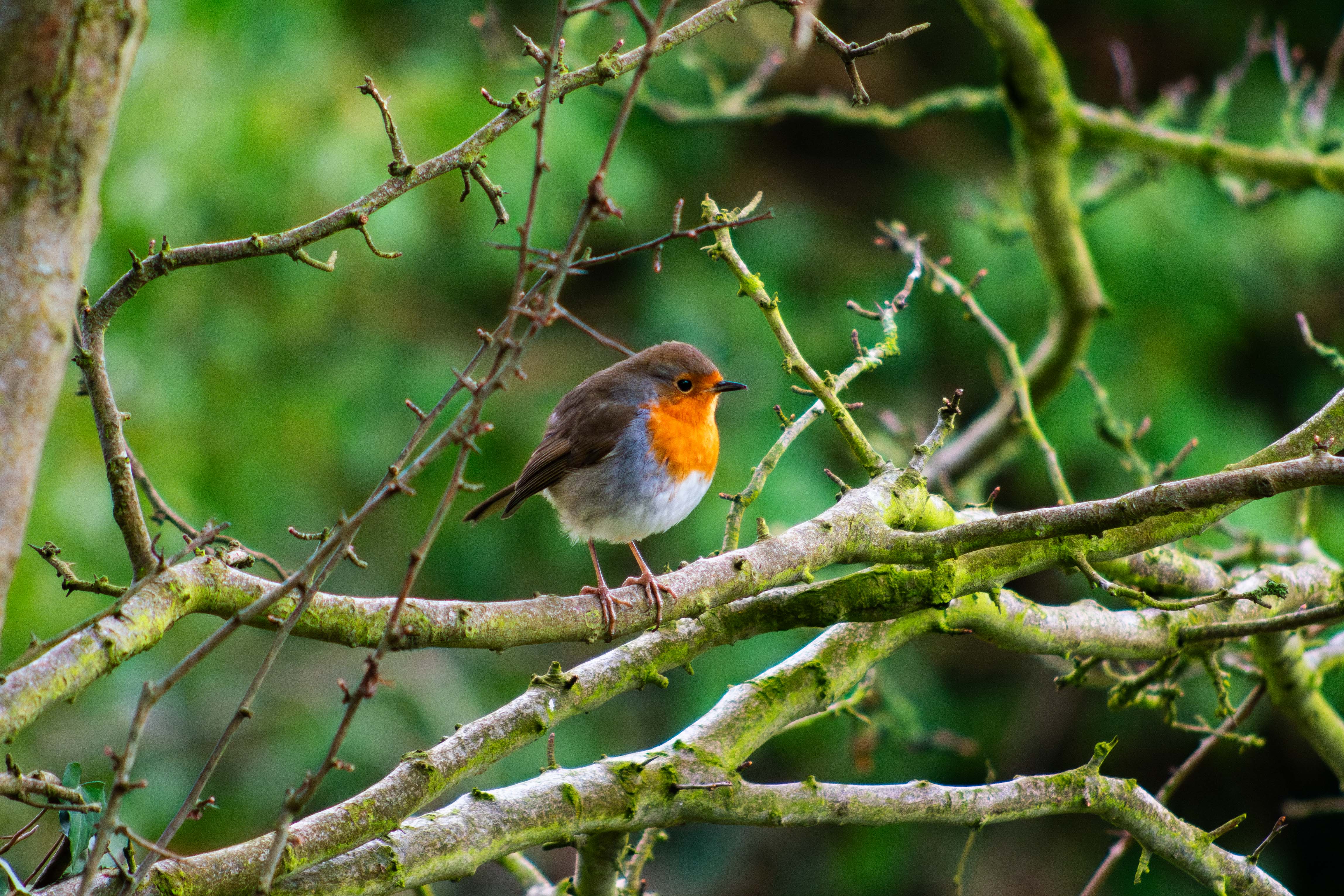 Robin puffball · UK
