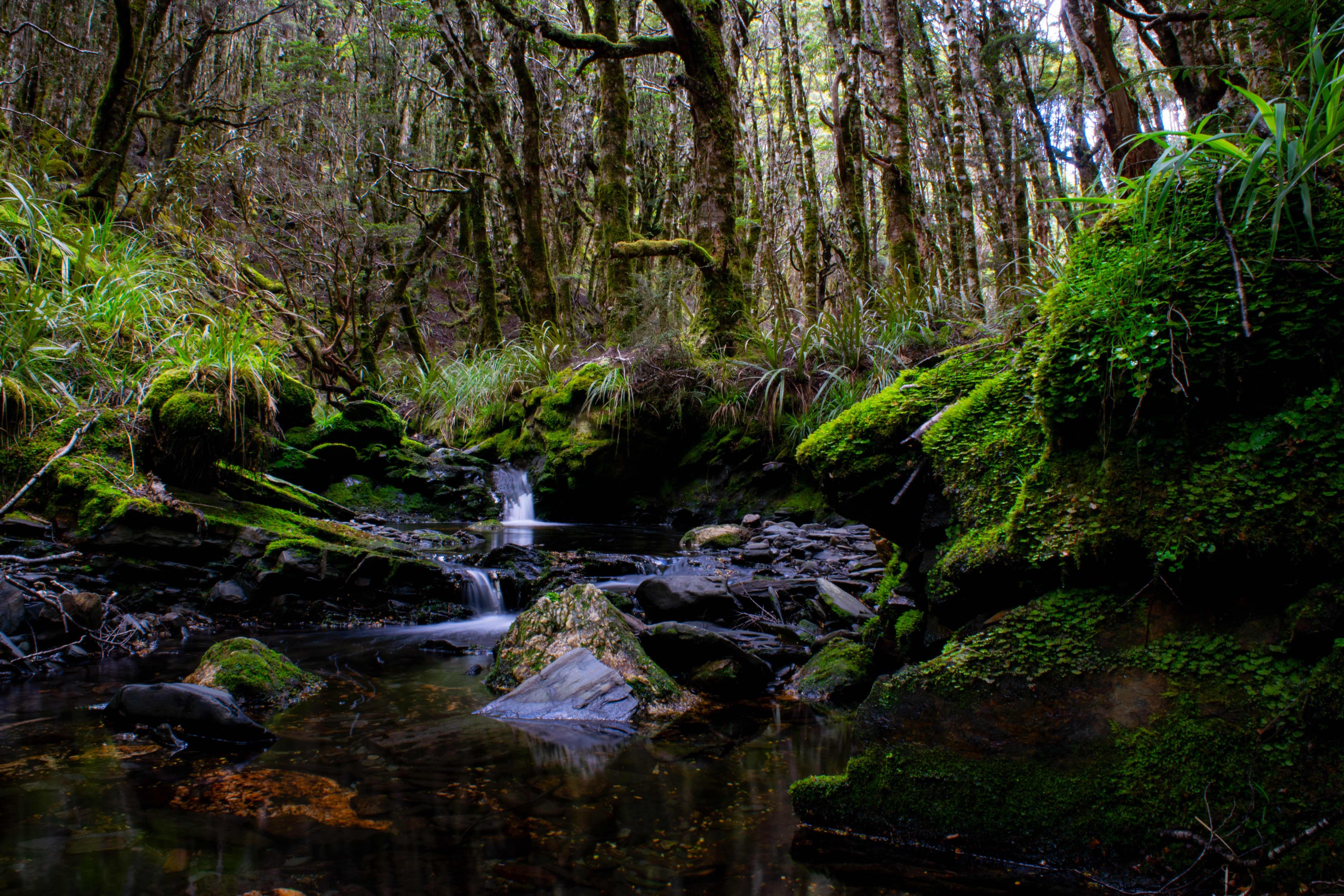 Forest stream · NZ