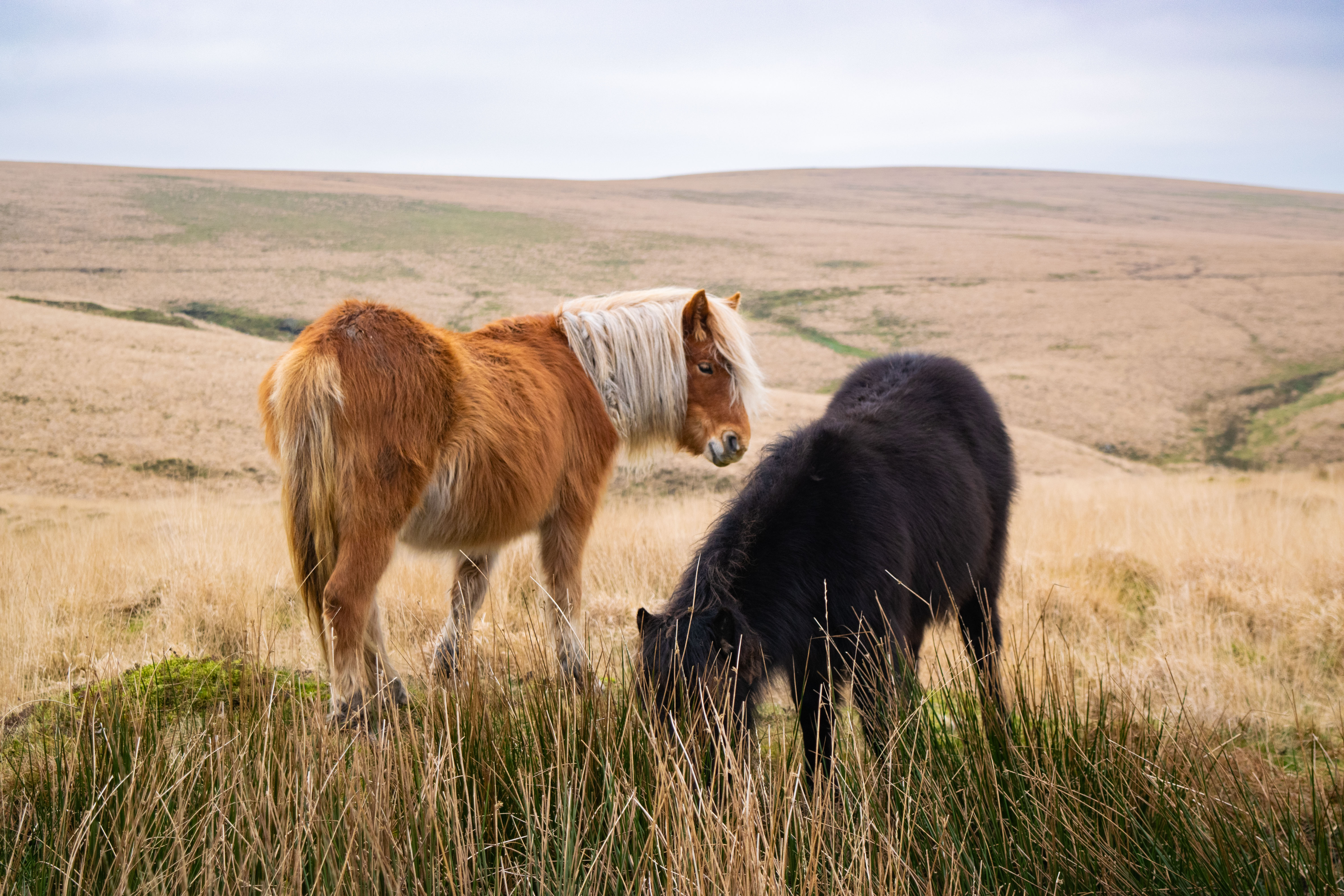 Dartmoor ponies · UK