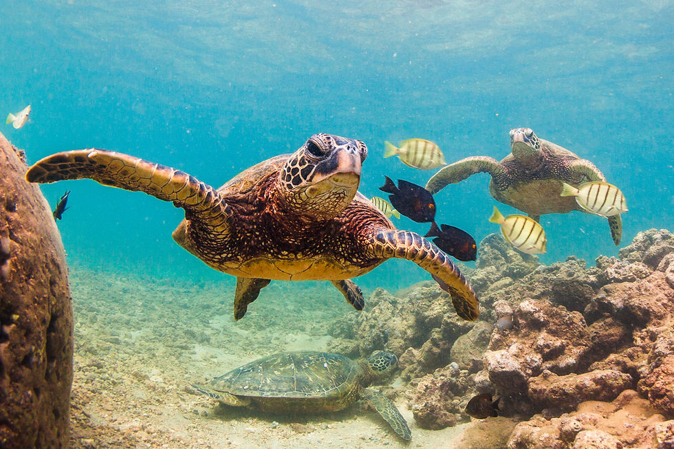 Hawaiian Green Sea Turtle