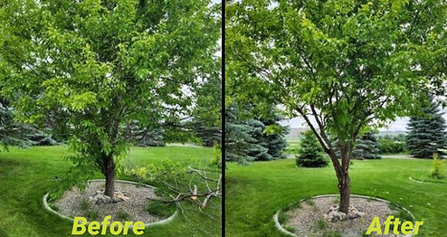 Cleaning trees up