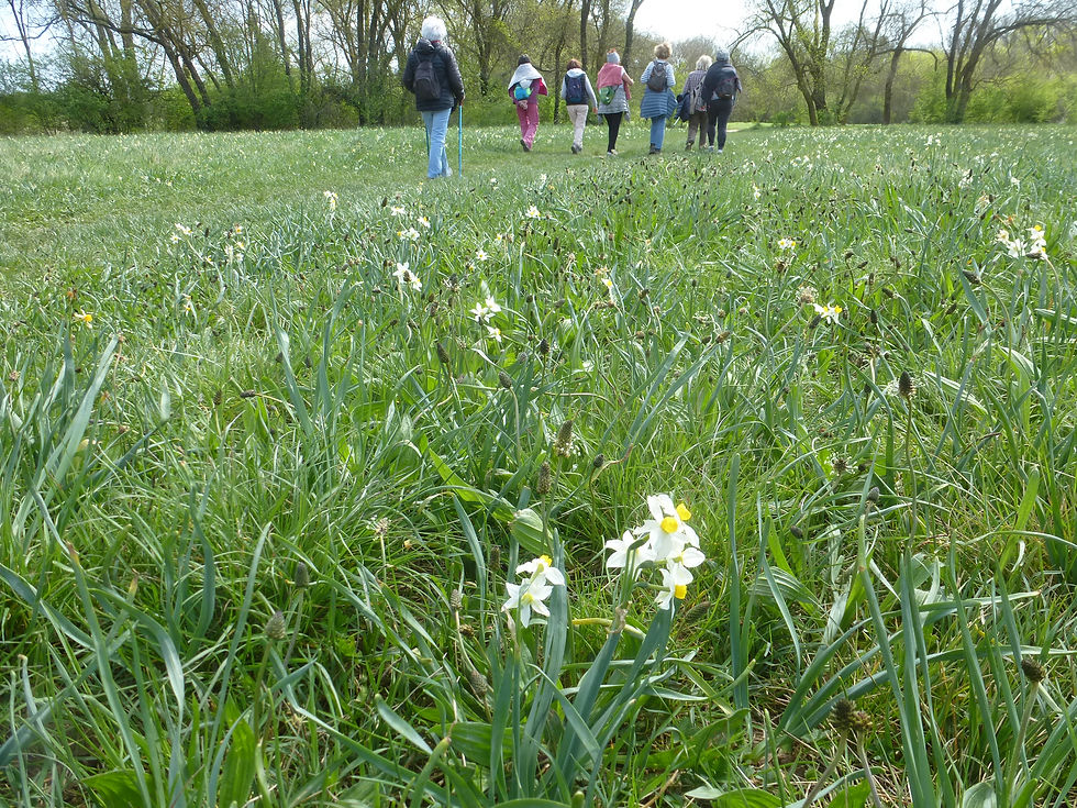 Narcisses vers Laverune et berges mosson avec Claude (1)