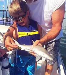 Baby shark catch and release